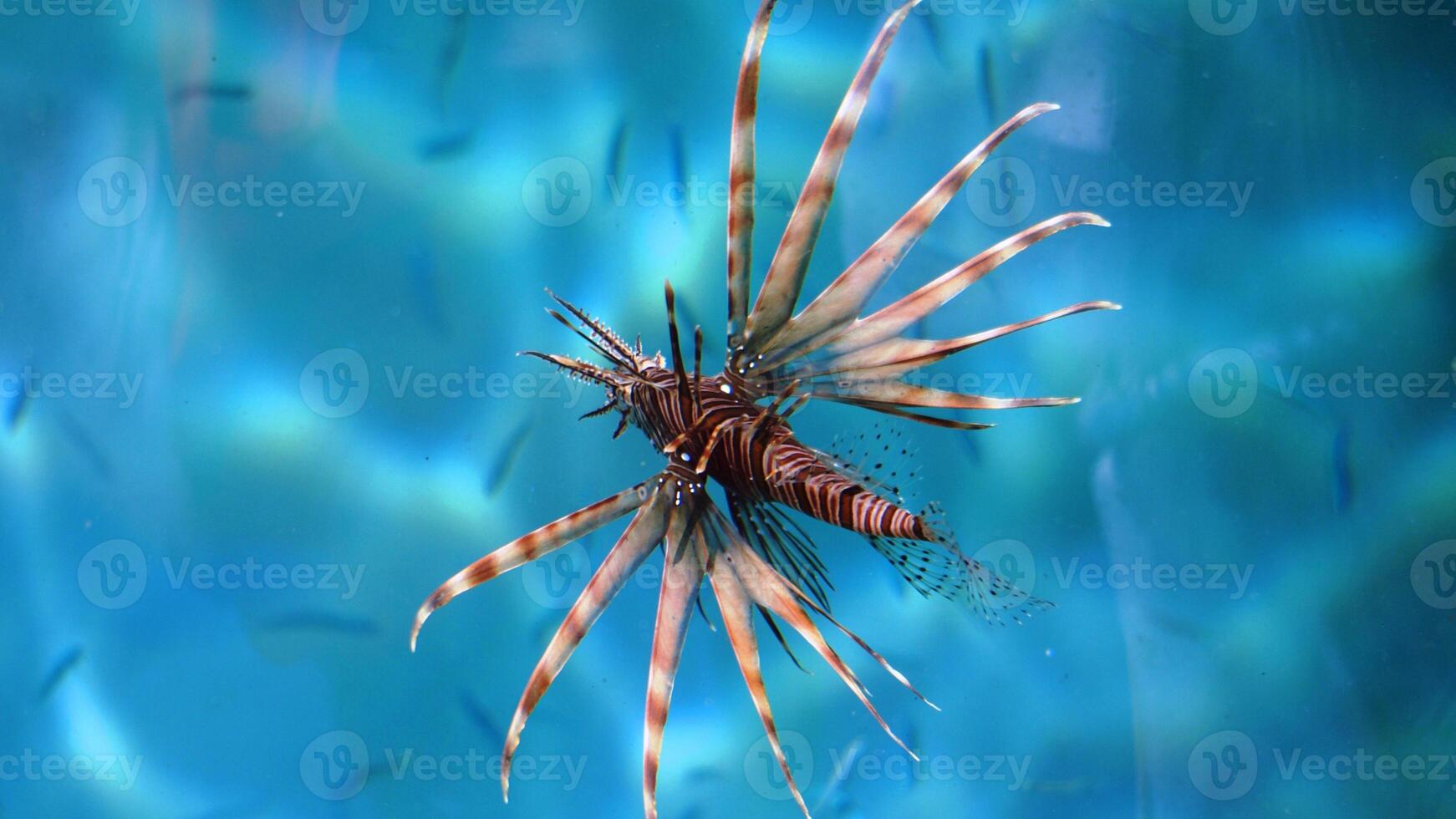 Lionfish or Pterois, a beautiful predatory Lion Fish swims in search of food underwater photo