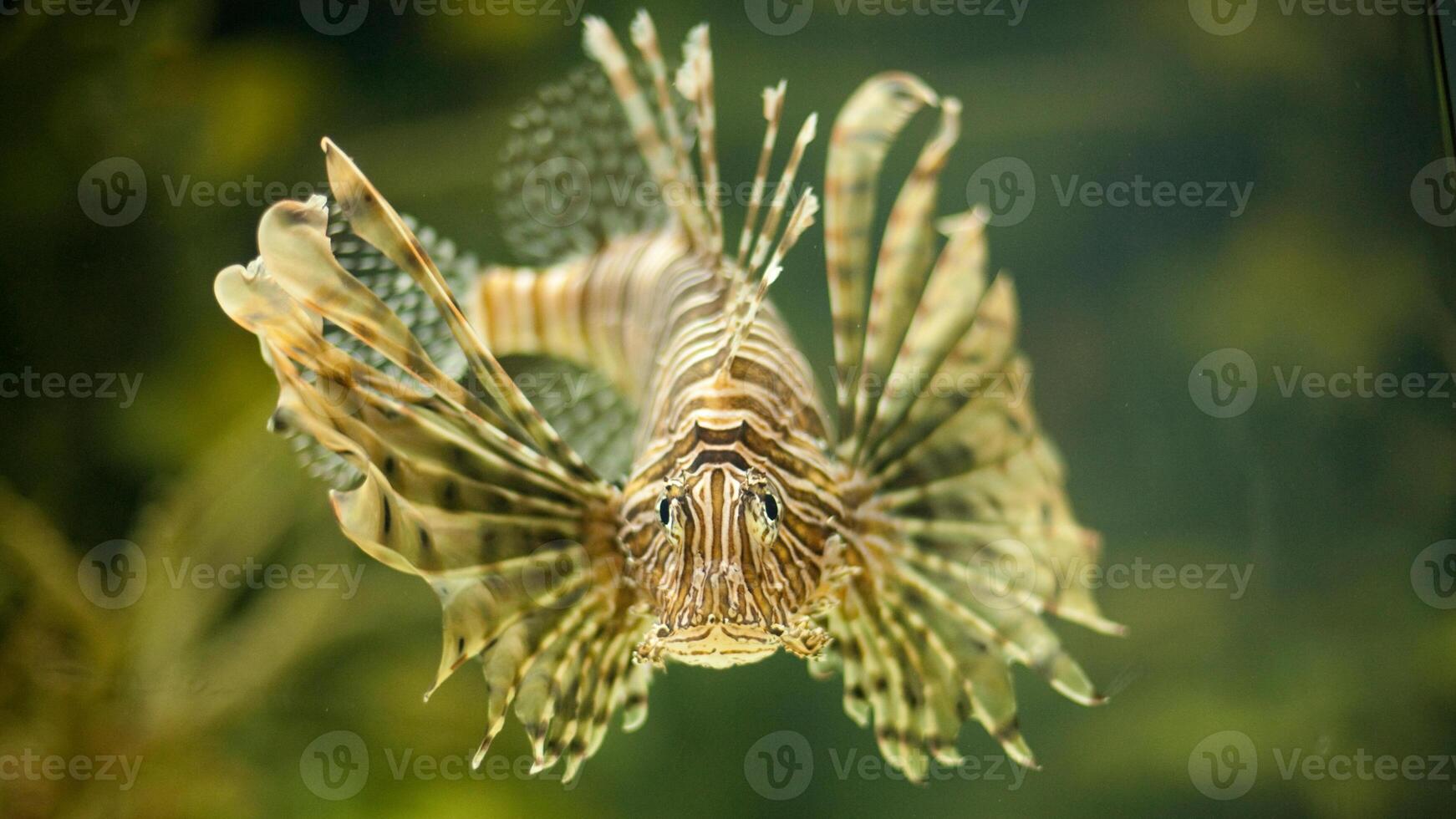 Lionfish or Pterois, a beautiful predatory Lion Fish swims in search of food underwater photo