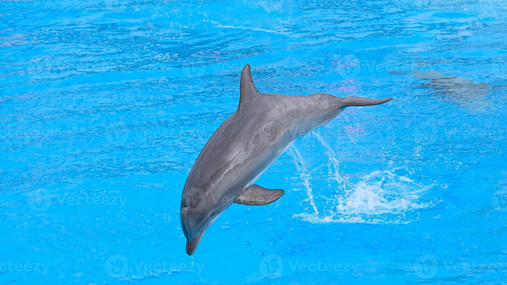 Young curious bottlenose dolphin smiles, playful common tursiops truncatus close-up swimming underwater. Jumping out of water photo