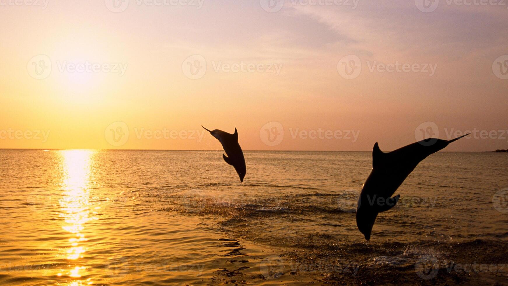 Young curious bottlenose dolphin smiles, playful common tursiops truncatus close-up swimming underwater. Jumping out of water photo