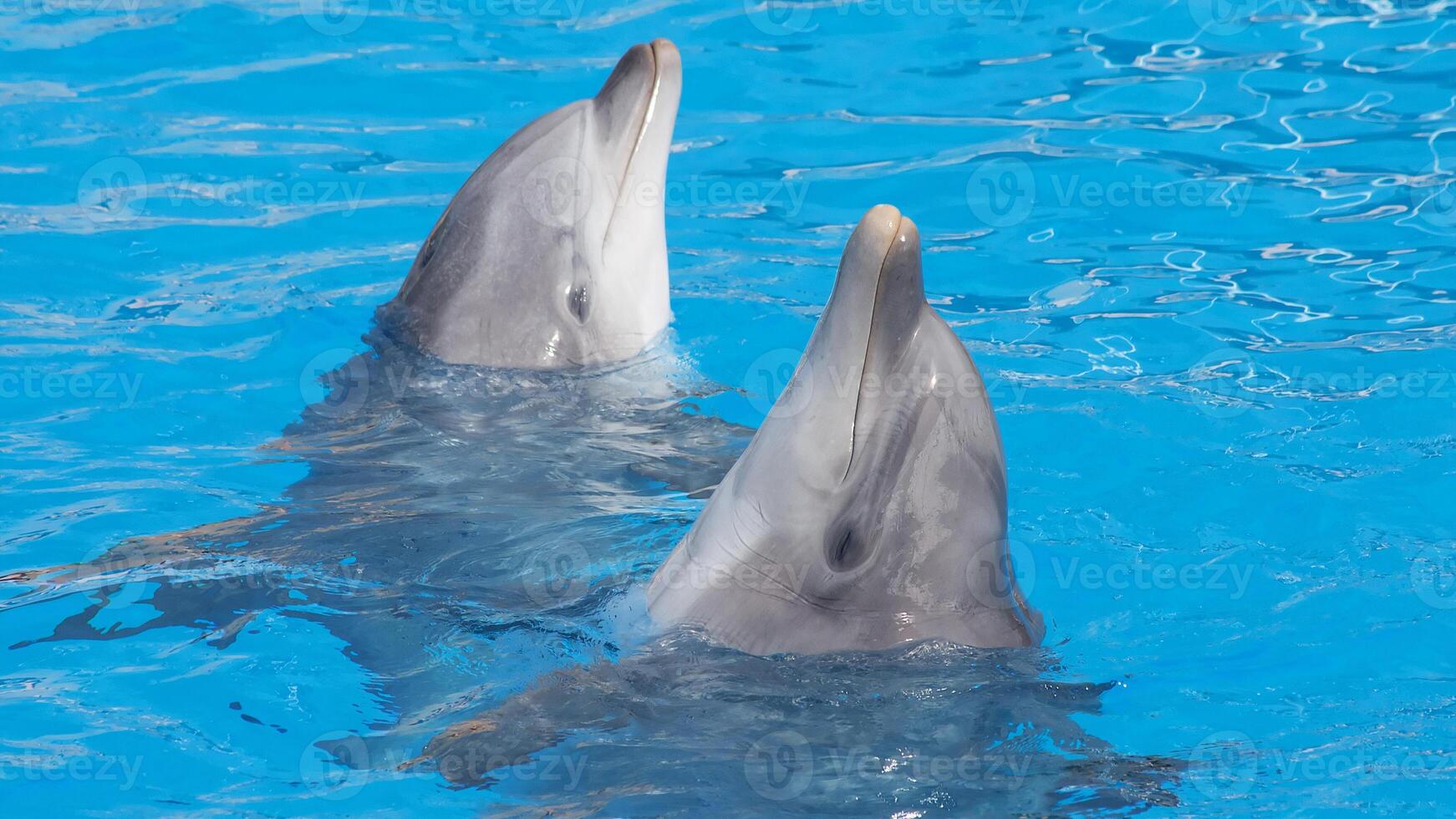 Young curious bottlenose dolphin smiles, playful common tursiops truncatus close-up swimming underwater. Jumping out of water photo