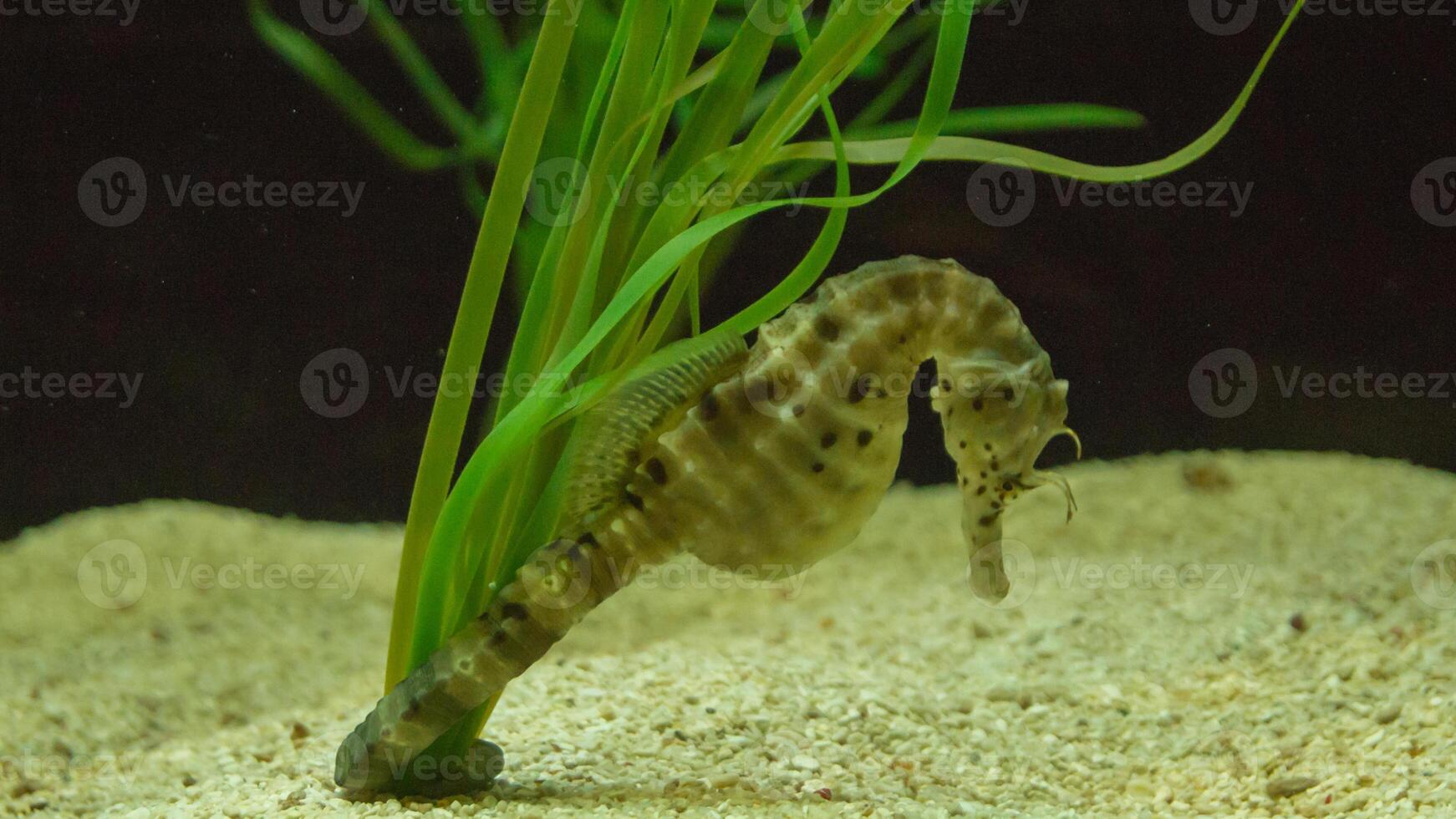 Closeup common colorful seahorse or Hippocampus guttulatus swimming under water, sealife photo