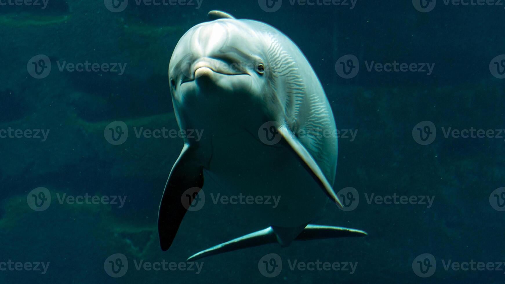 Young curious bottlenose dolphin smiles, playful common tursiops truncatus close-up swimming underwater. Jumping out of water photo