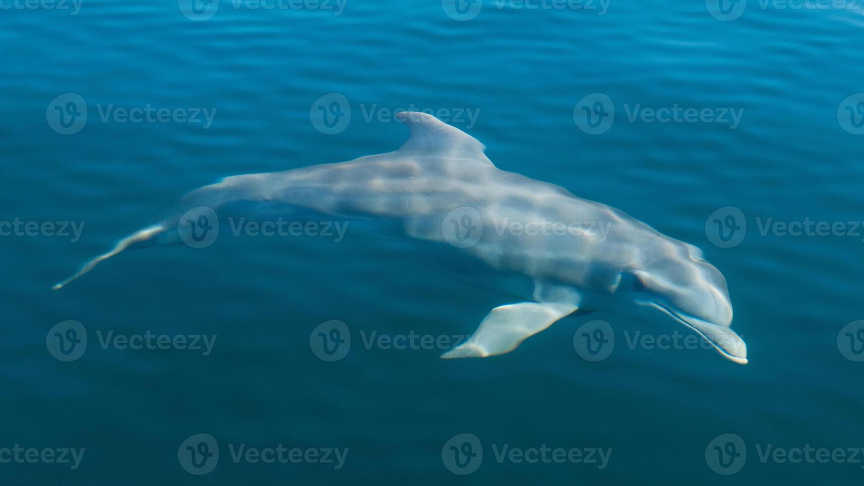 Young curious bottlenose dolphin smiles, playful common tursiops truncatus close-up swimming underwater. Jumping out of water photo