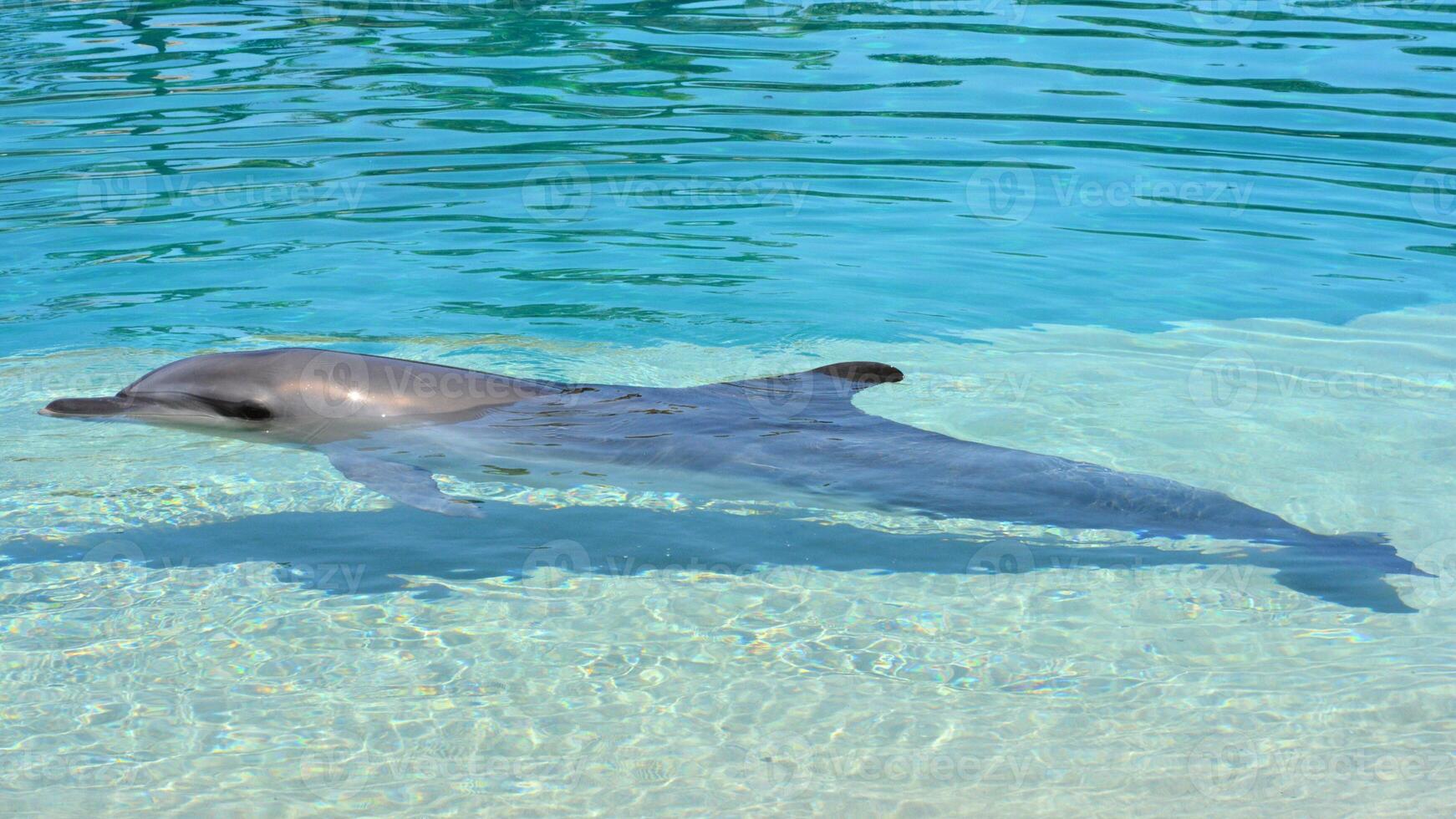 Young curious bottlenose dolphin smiles, playful common tursiops truncatus close-up swimming underwater. Jumping out of water photo