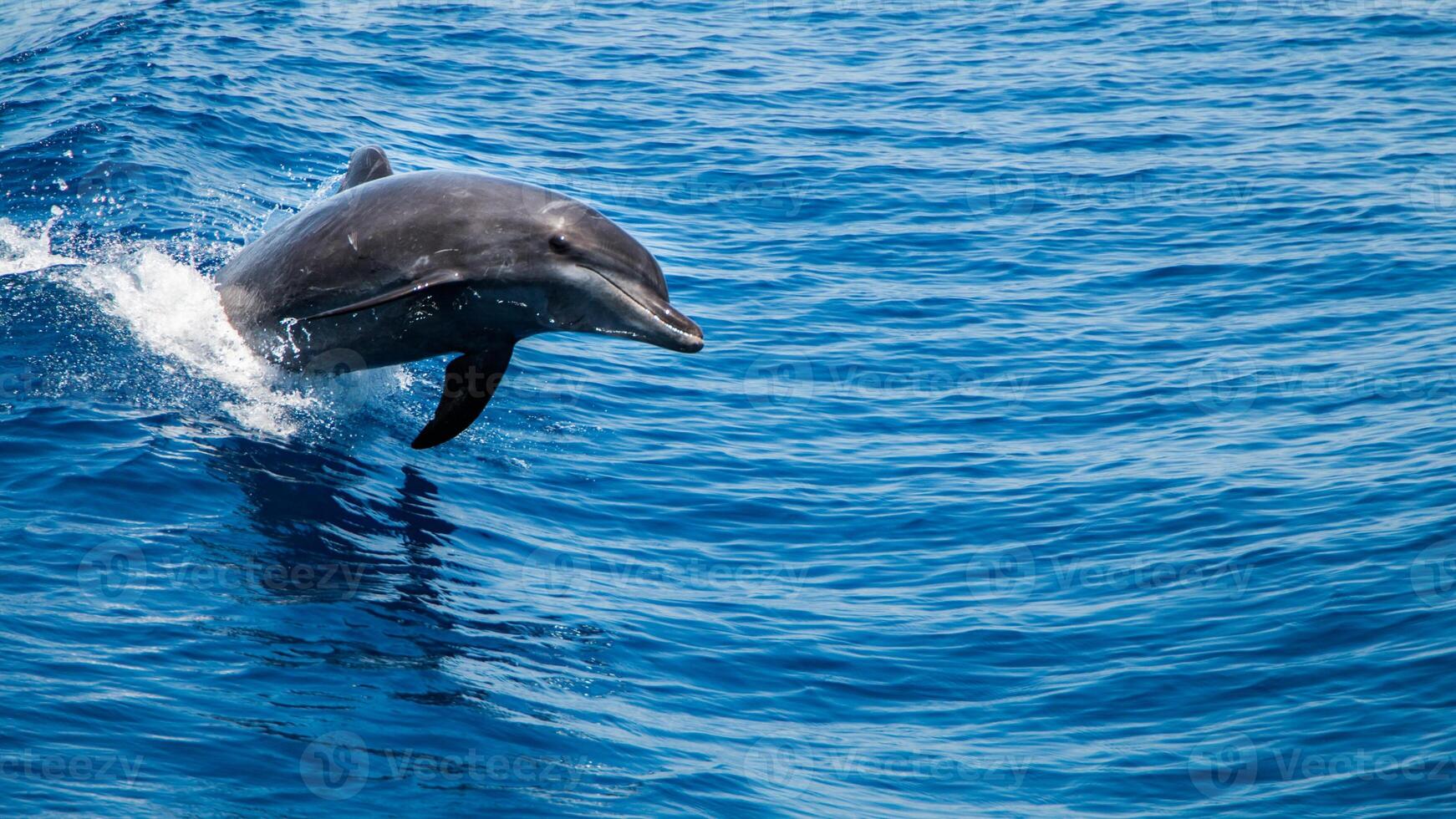 Young curious bottlenose dolphin smiles, playful common tursiops truncatus close-up swimming underwater. Jumping out of water photo