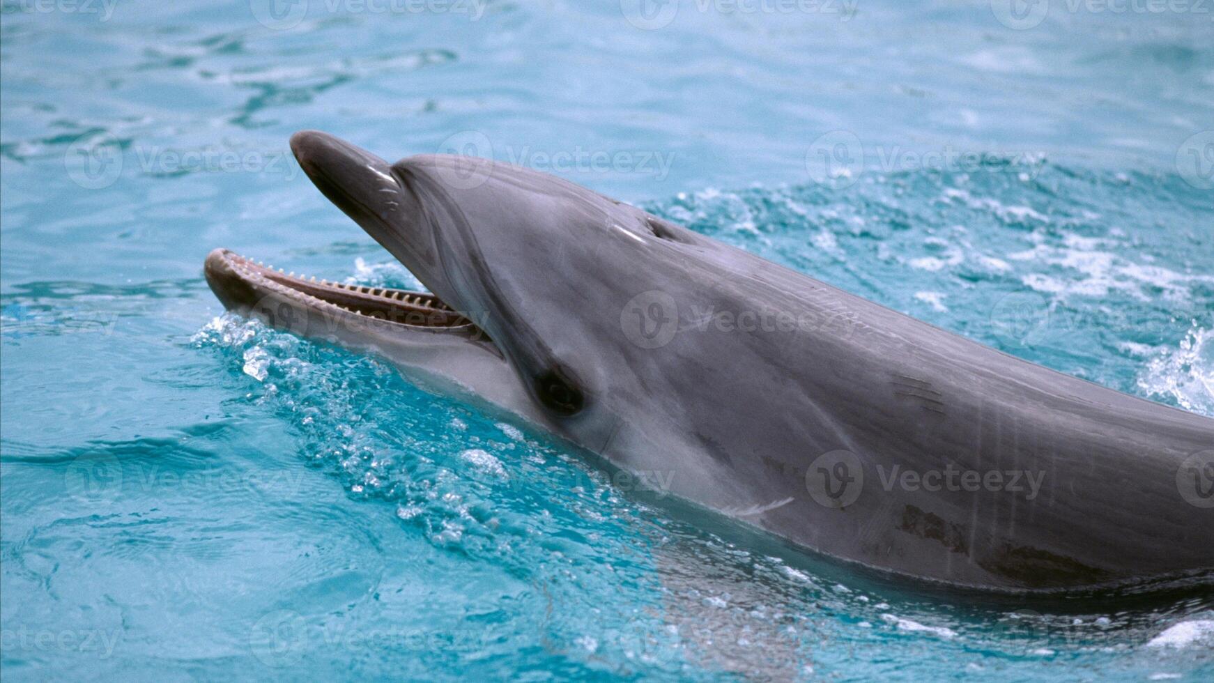 Young curious bottlenose dolphin smiles, playful common tursiops truncatus close-up swimming underwater. Jumping out of water photo