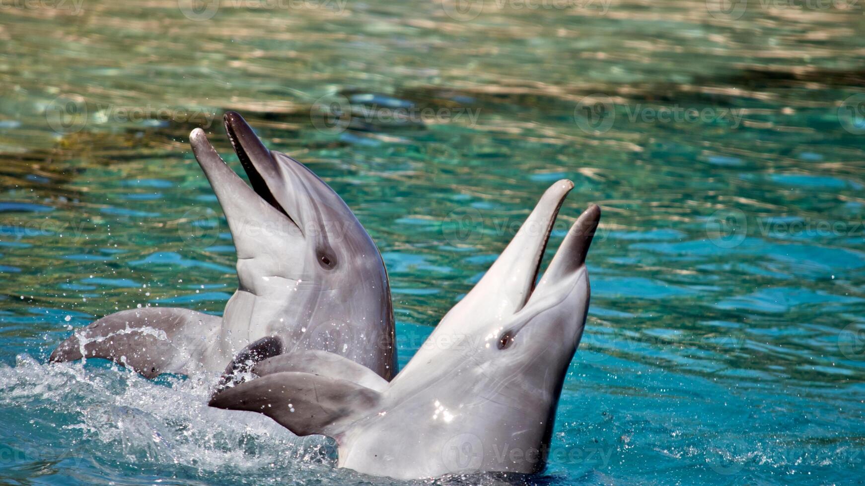 Young curious bottlenose dolphin smiles, playful common tursiops truncatus close-up swimming underwater. Jumping out of water photo