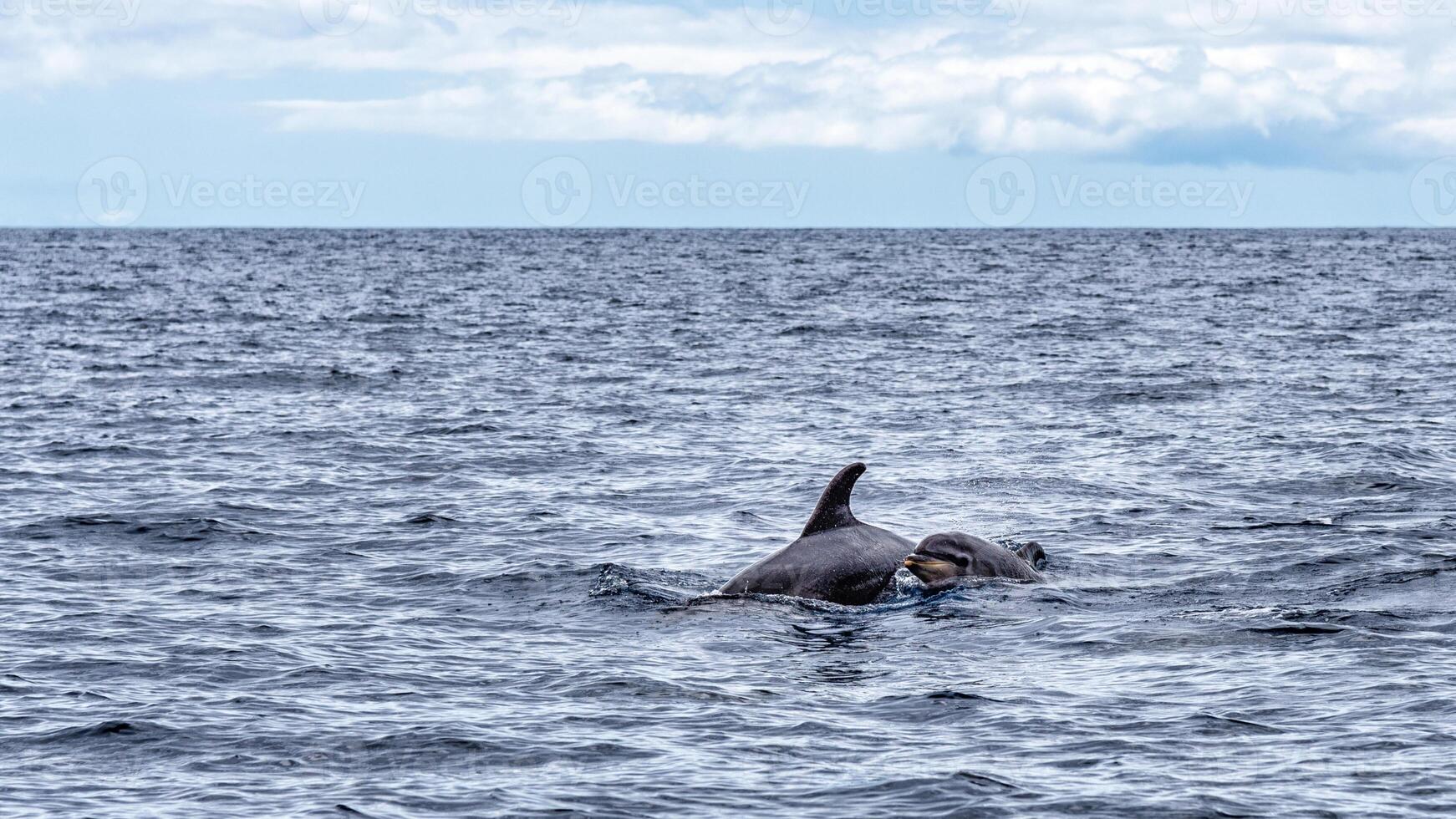 Young curious bottlenose dolphin smiles, playful common tursiops truncatus close-up swimming underwater. Jumping out of water photo