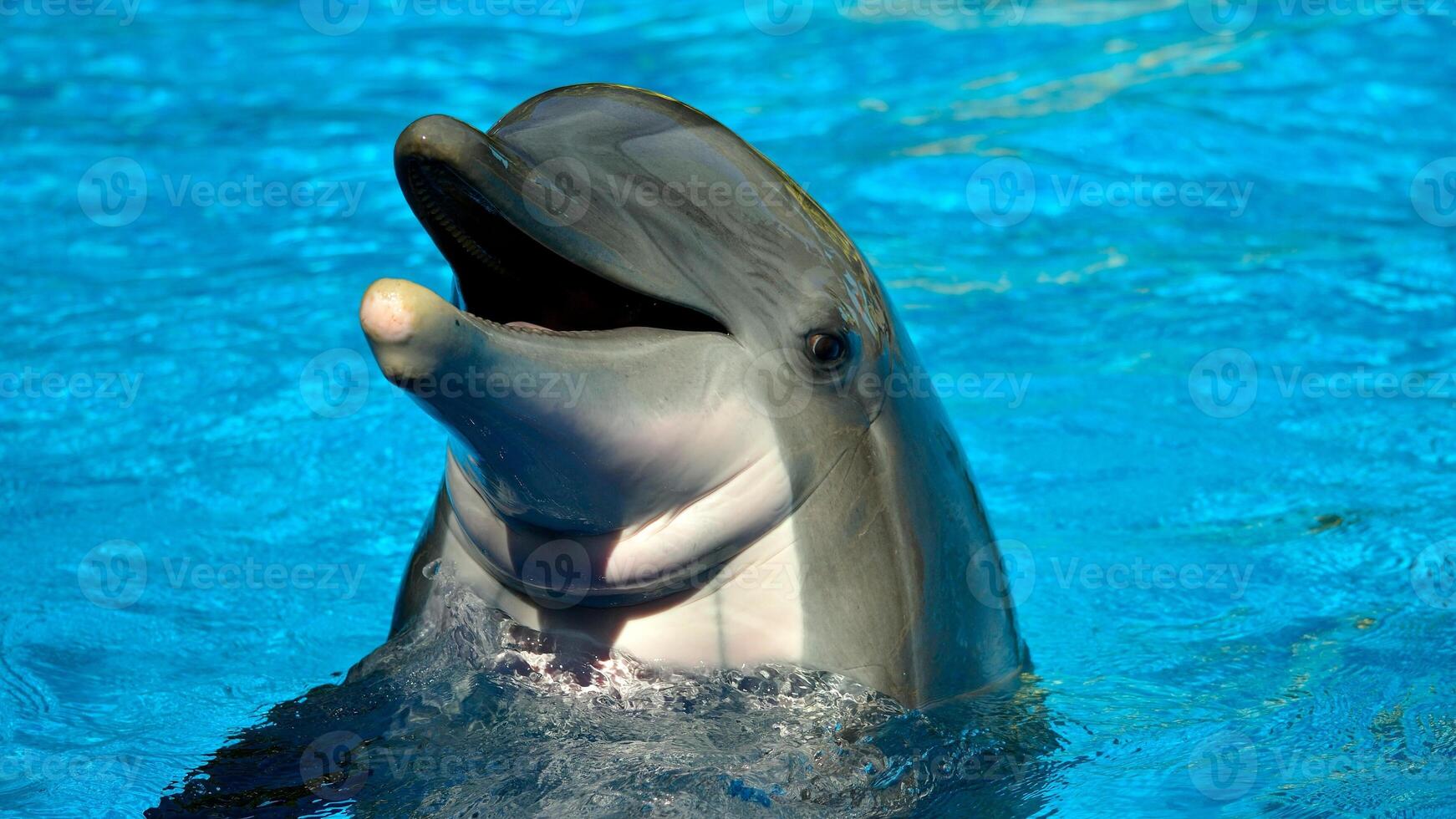 Young curious bottlenose dolphin smiles, playful common tursiops truncatus close-up swimming underwater. Jumping out of water photo