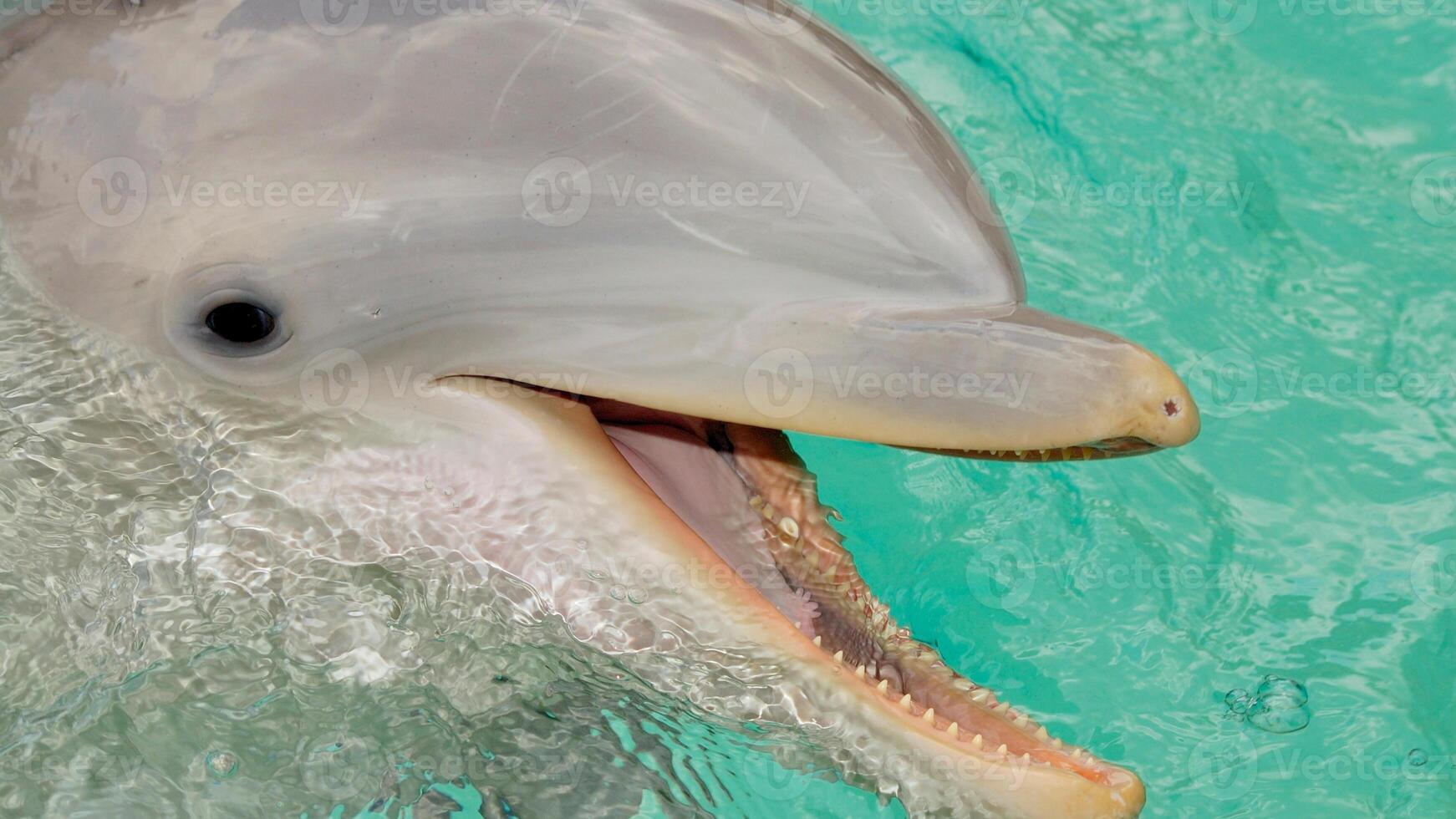 Young curious bottlenose dolphin smiles, playful common tursiops truncatus close-up swimming underwater. Jumping out of water photo