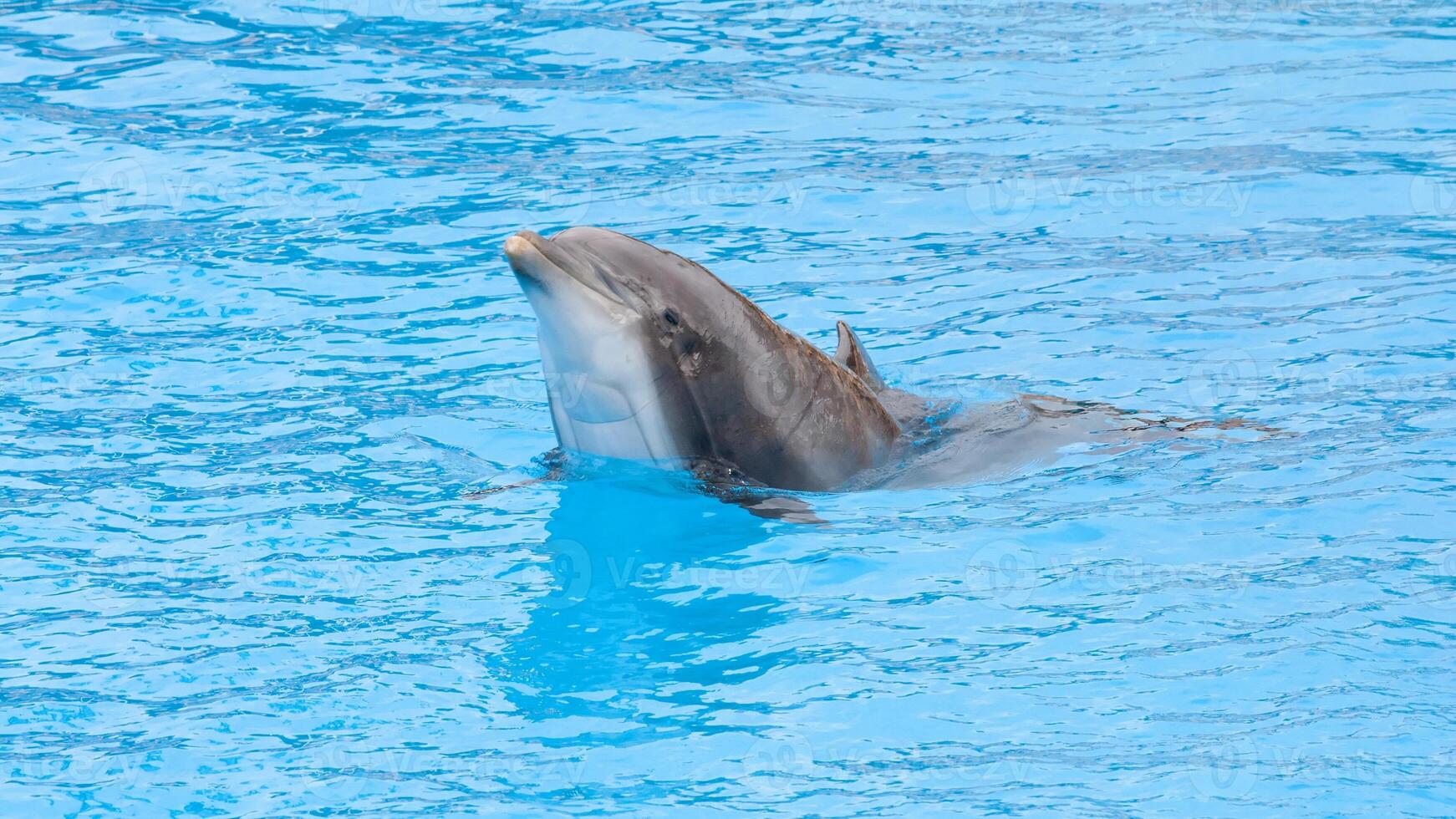 Young curious bottlenose dolphin smiles, playful common tursiops truncatus close-up swimming underwater. Jumping out of water photo