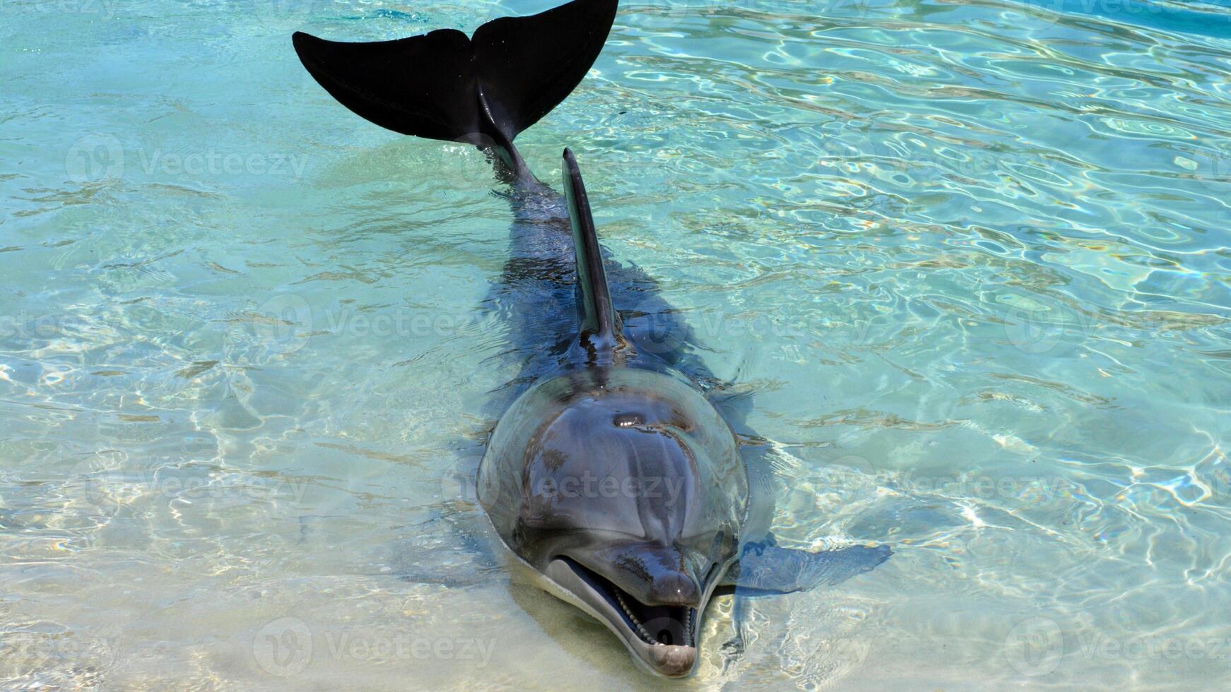 Young curious bottlenose dolphin smiles, playful common tursiops truncatus close-up swimming underwater. Jumping out of water photo