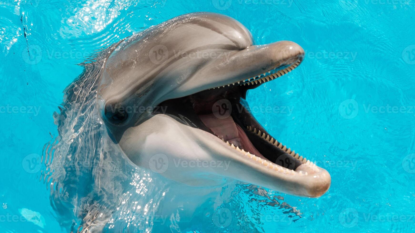 Young curious bottlenose dolphin smiles, playful common tursiops truncatus close-up swimming underwater. Jumping out of water photo