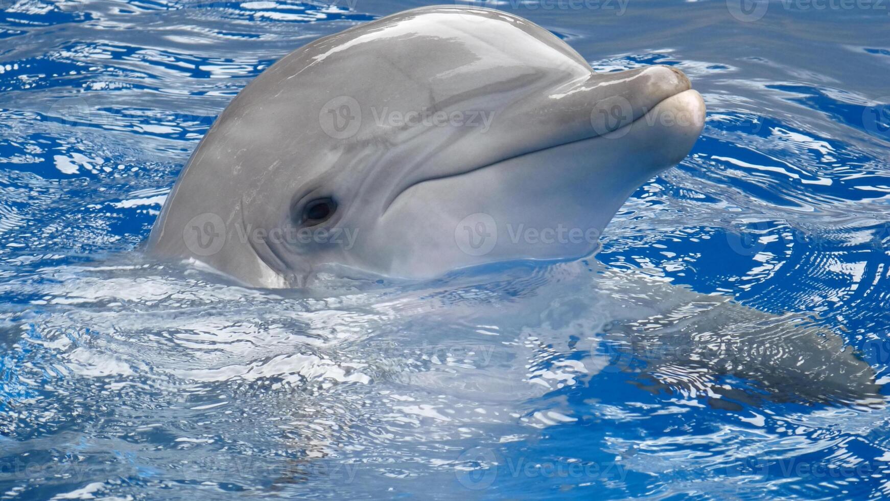 Young curious bottlenose dolphin smiles, playful common tursiops truncatus close-up swimming underwater. Jumping out of water photo