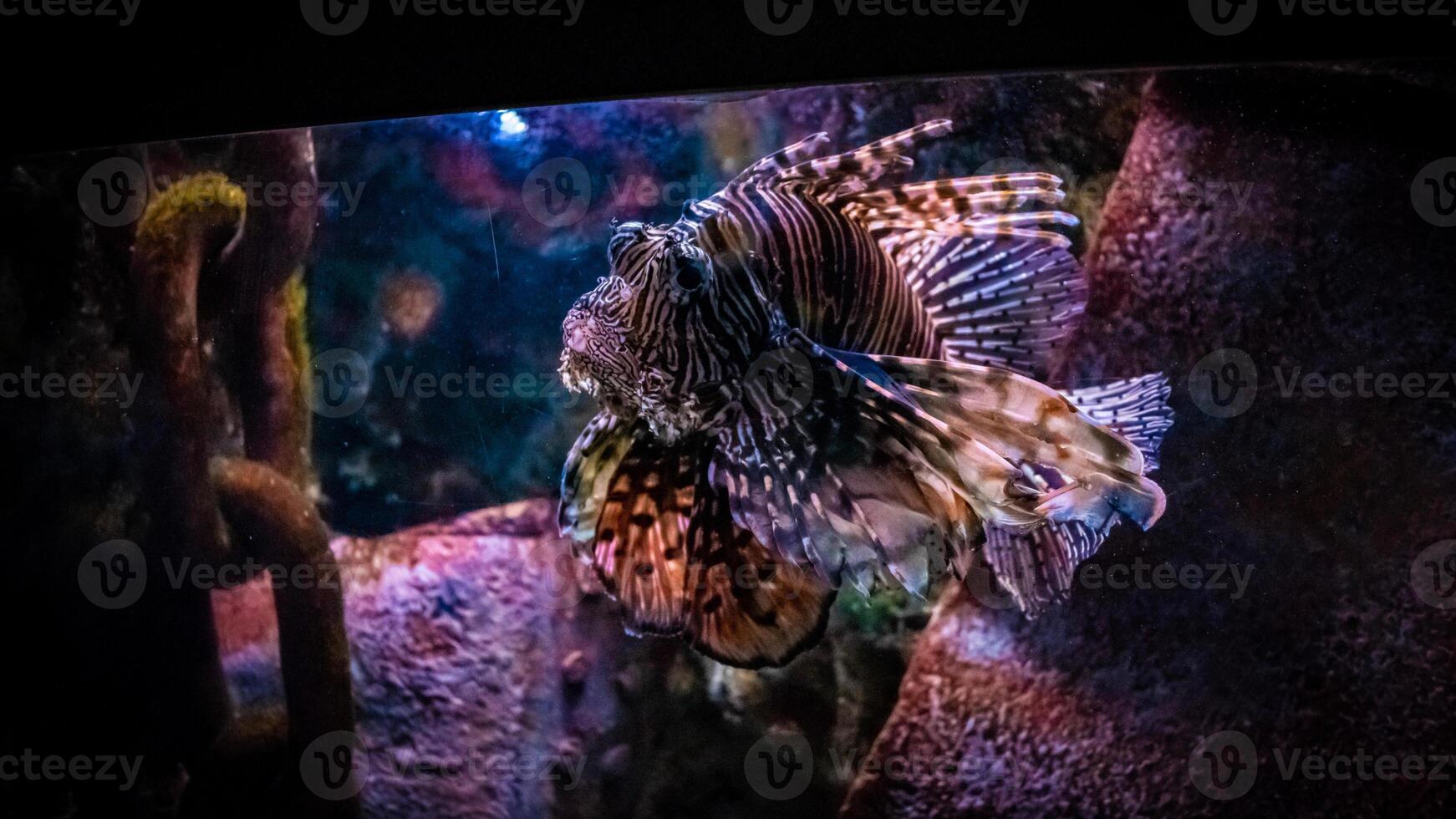 Lionfish or Pterois, a beautiful predatory Lion Fish swims in search of food underwater photo