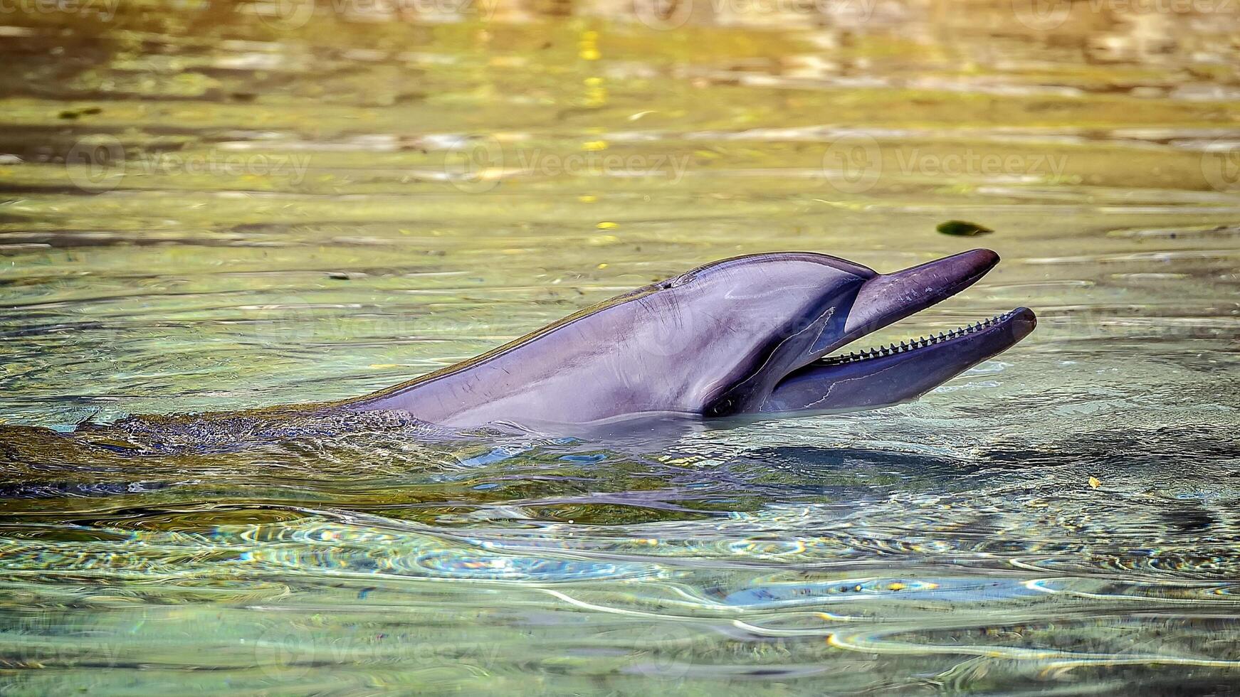 Young curious bottlenose dolphin smiles, playful common tursiops truncatus close-up swimming underwater. Jumping out of water photo
