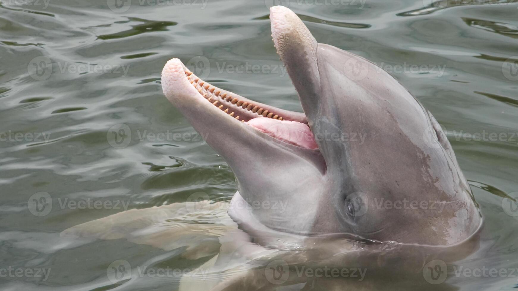 Young curious bottlenose dolphin smiles, playful common tursiops truncatus close-up swimming underwater. Jumping out of water photo