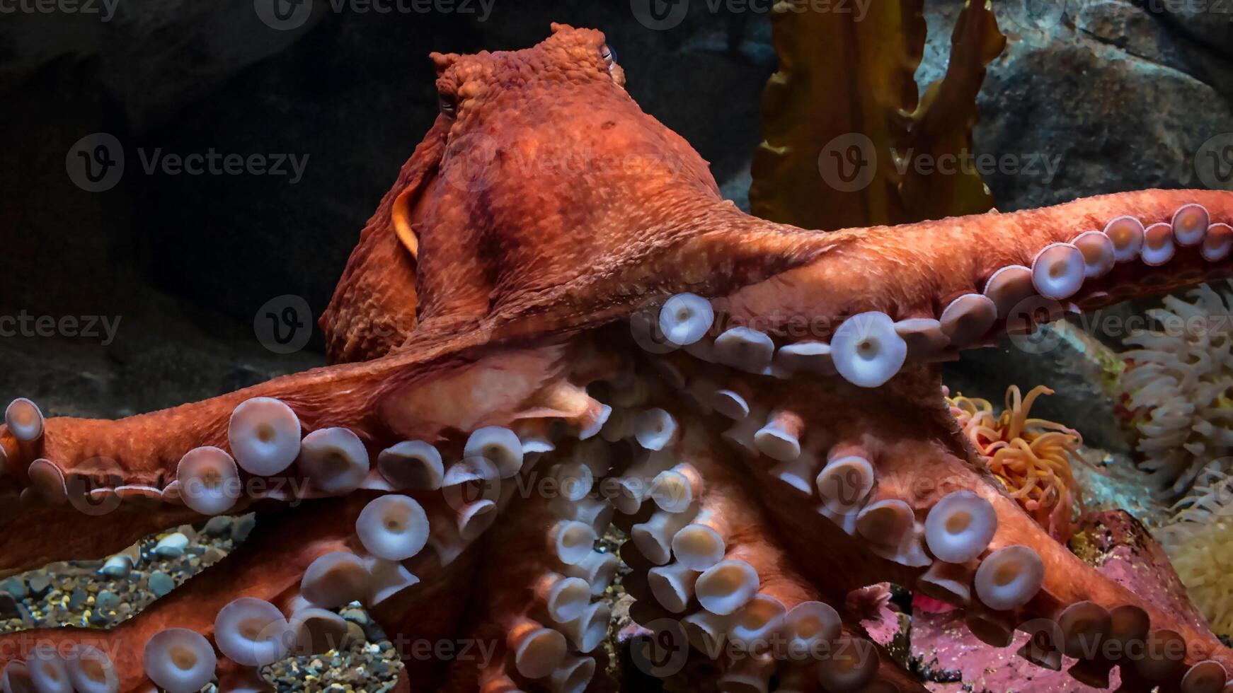Closeup view of a common Octopus vulgaris swimming underwater, macro portrait under water photo