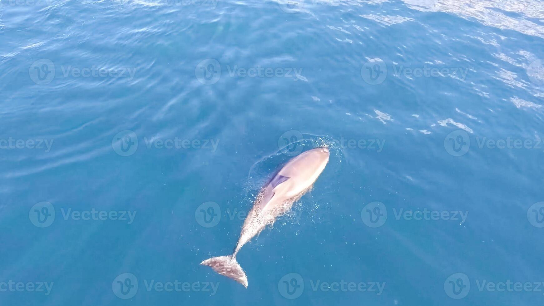 Young curious bottlenose dolphin smiles, playful common tursiops truncatus close-up swimming underwater. Jumping out of water photo