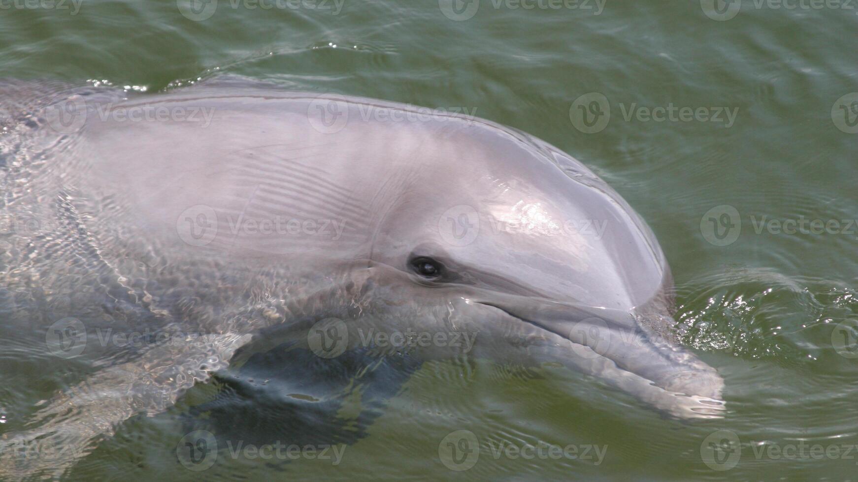 Young curious bottlenose dolphin smiles, playful common tursiops truncatus close-up swimming underwater. Jumping out of water photo