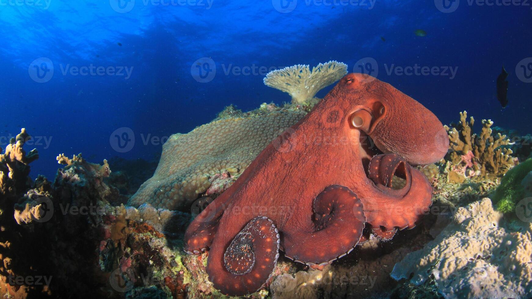 Closeup view of a common Octopus vulgaris swimming underwater, macro portrait under water photo