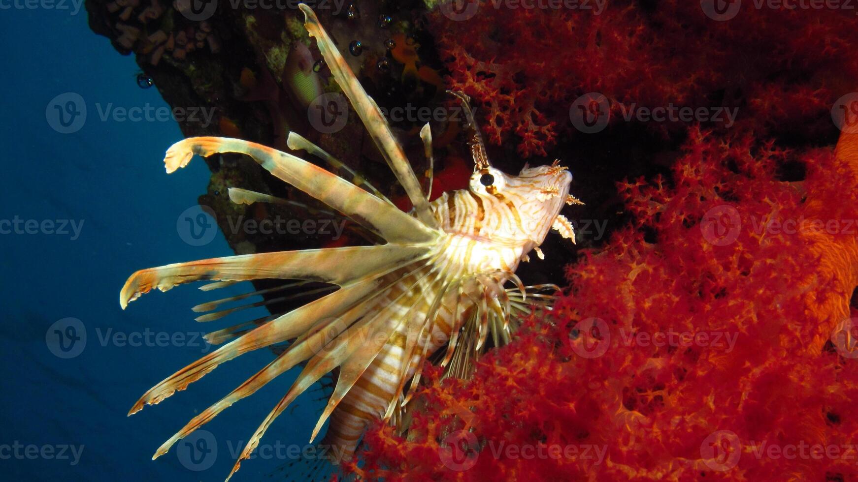 Lionfish or Pterois, a beautiful predatory Lion Fish swims in search of food underwater photo