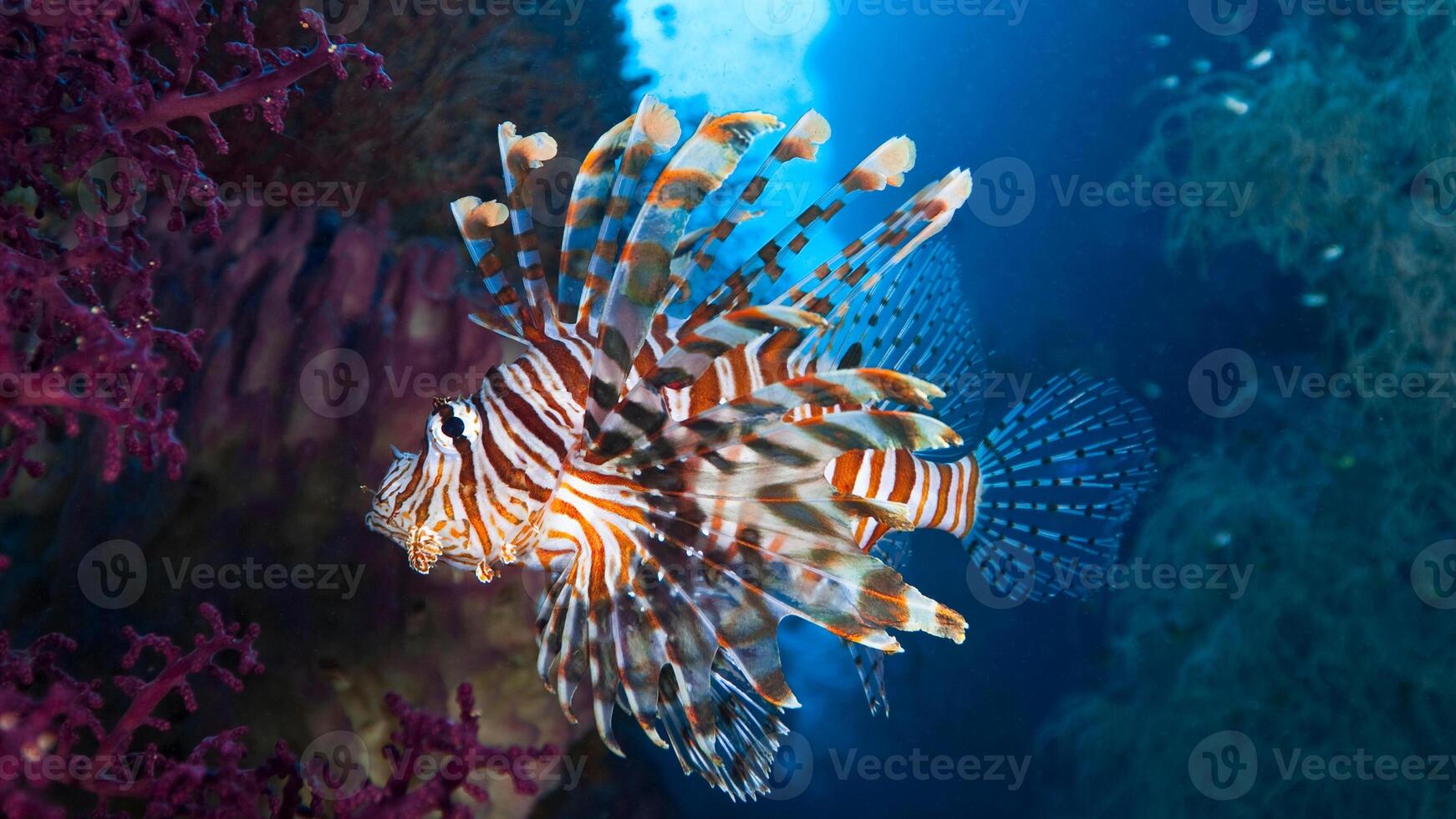 Lionfish or Pterois, a beautiful predatory Lion Fish swims in search of food underwater photo