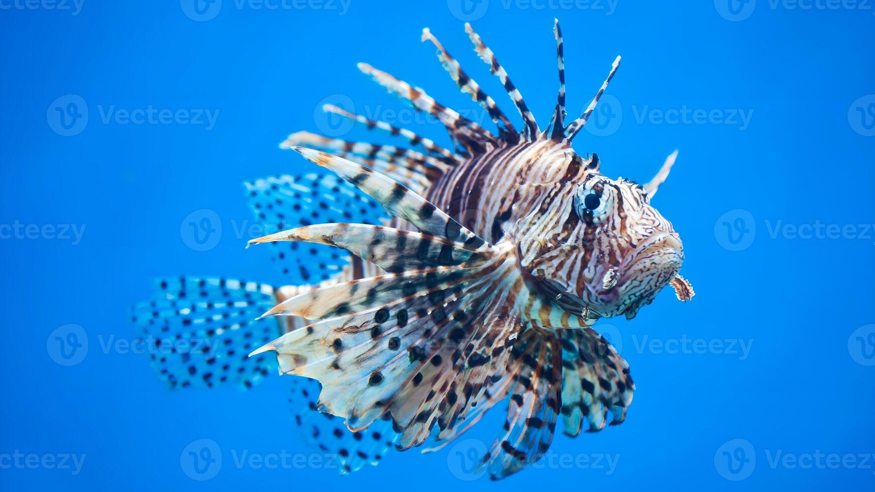 pez león o pterois, un hermosa depredador león pescado nada en buscar de comida submarino foto