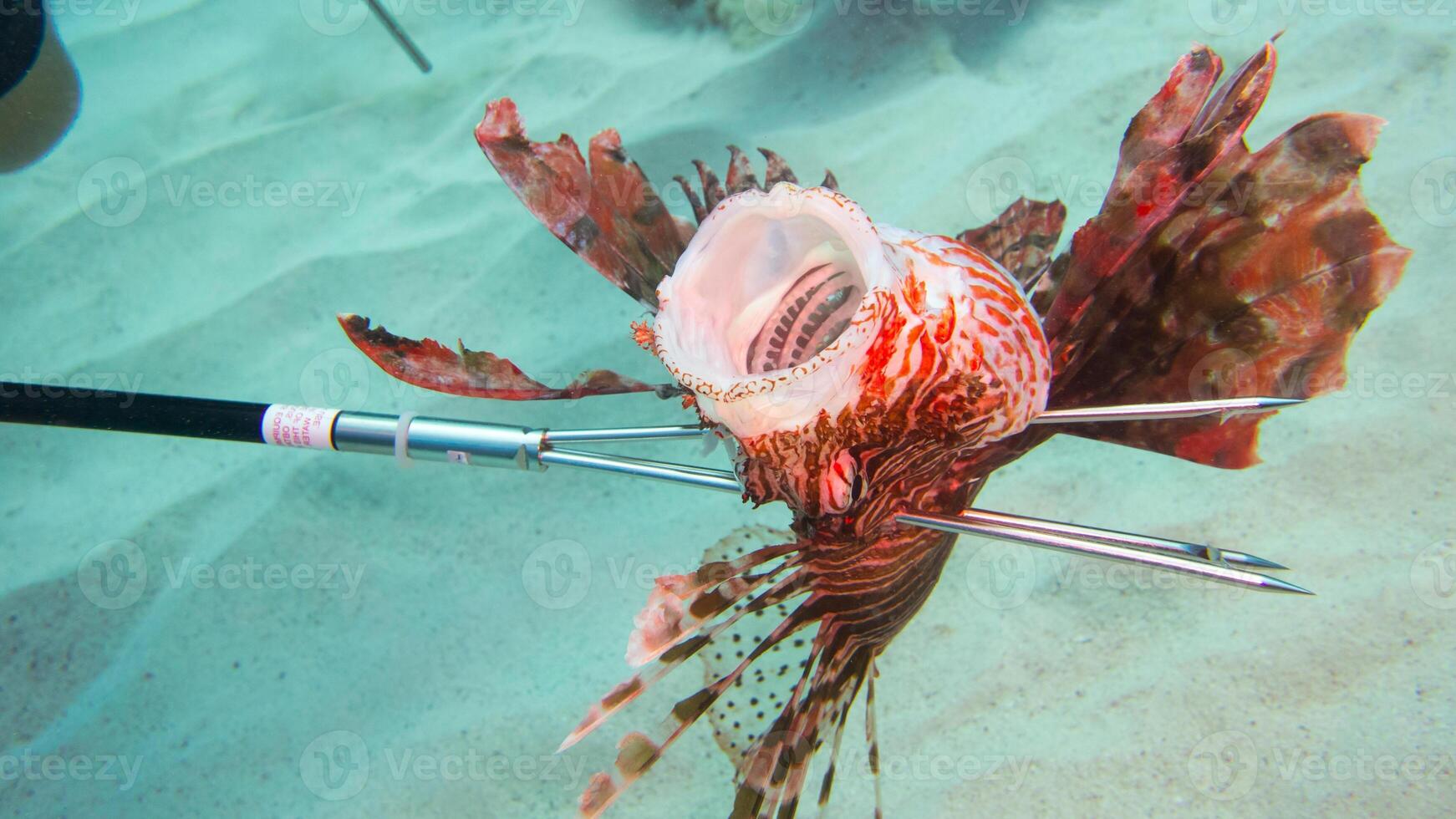 Lionfish or Pterois, a beautiful predatory Lion Fish swims in search of food underwater photo