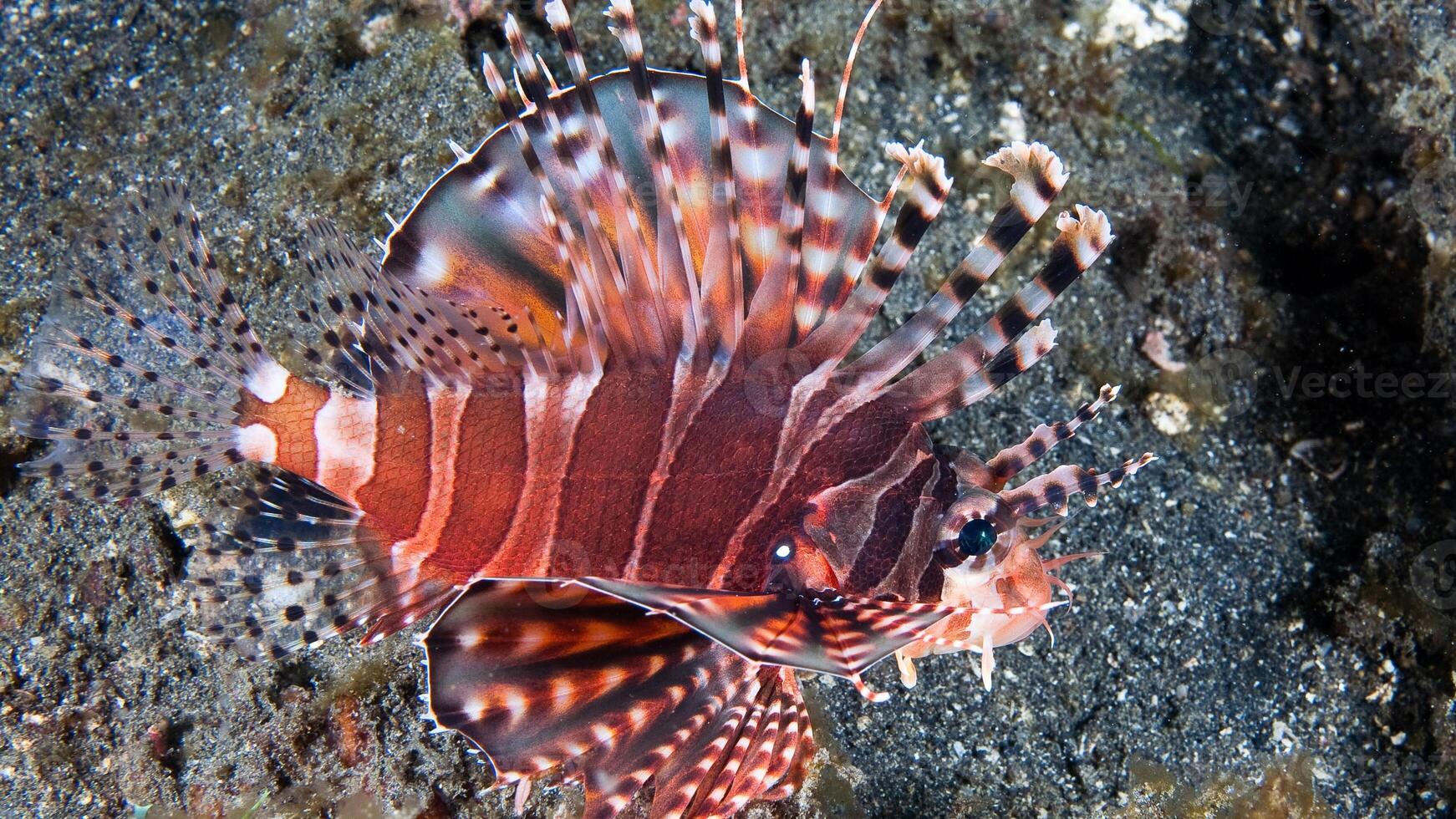 pez león o pterois, un hermosa depredador león pescado nada en buscar de comida submarino foto