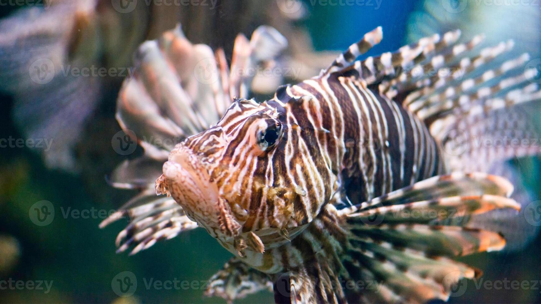 pez león o pterois, un hermosa depredador león pescado nada en buscar de comida submarino foto