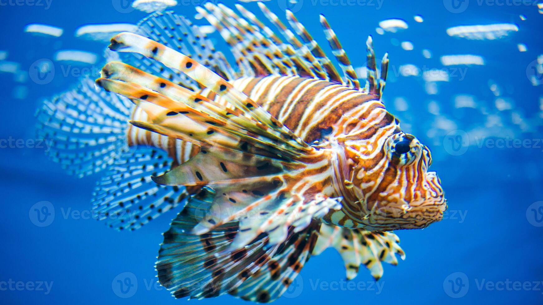 pez león o pterois, un hermosa depredador león pescado nada en buscar de comida submarino foto