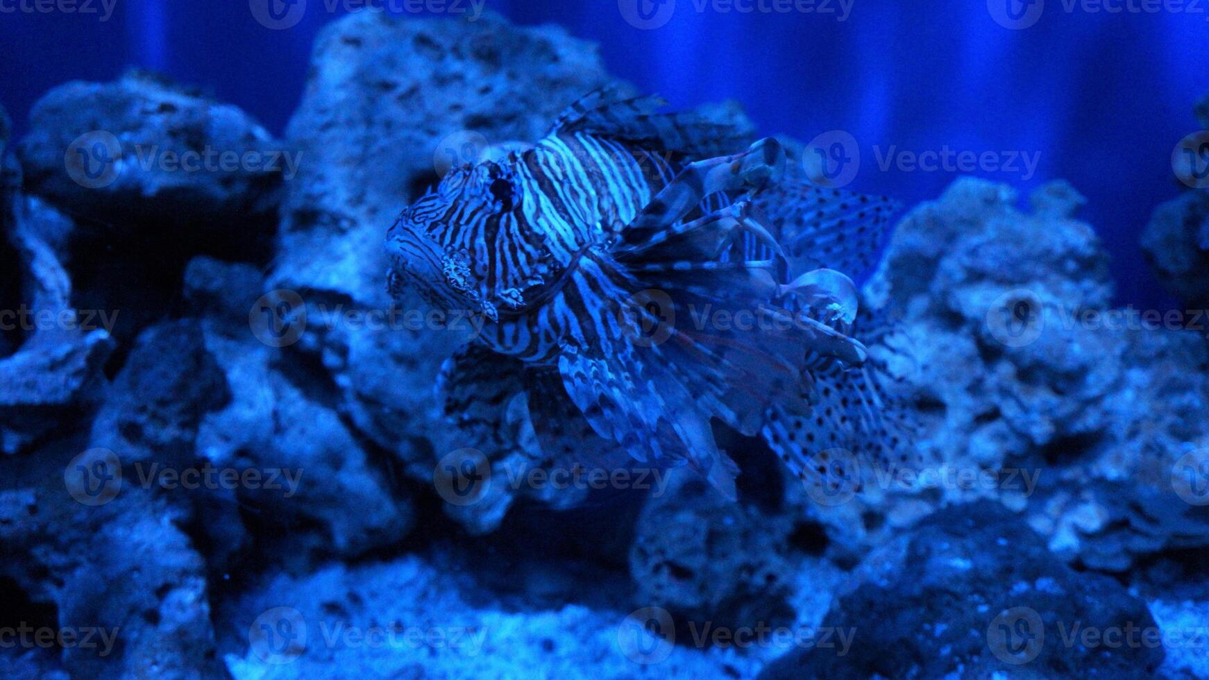 Lionfish or Pterois, a beautiful predatory Lion Fish swims in search of food underwater photo