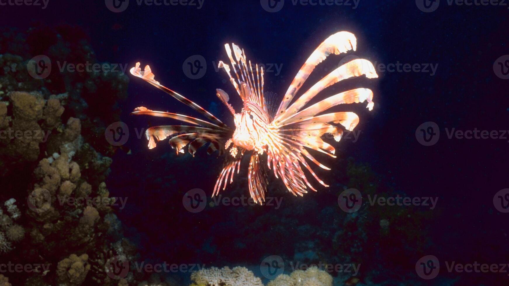 Lionfish or Pterois, a beautiful predatory Lion Fish swims in search of food underwater photo