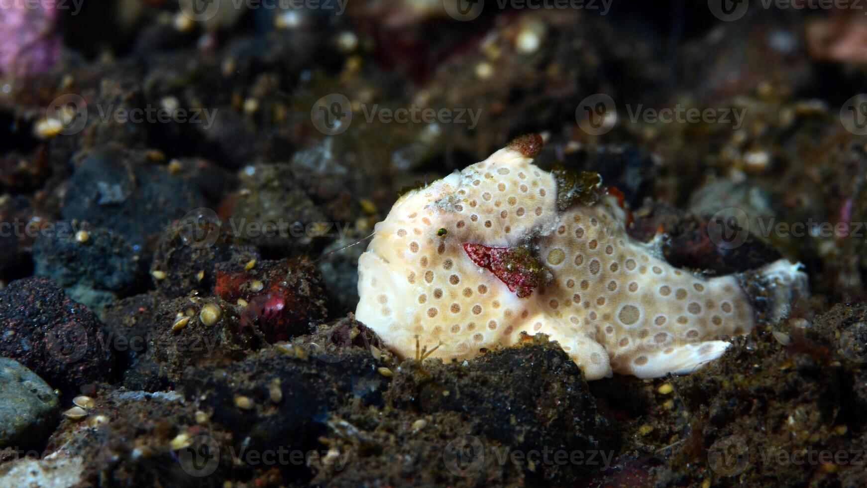 Frogfish Antennarius. Amazing underwater world, frog fish marine creature photo