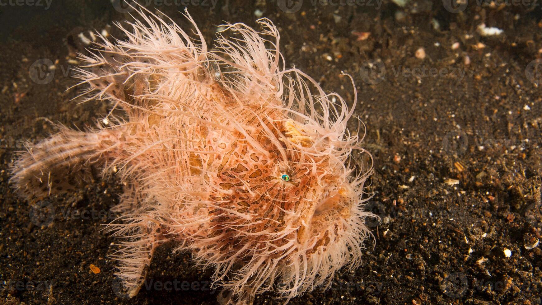 pez sapo antenario. increíble submarino mundo, rana pescado marina criatura foto