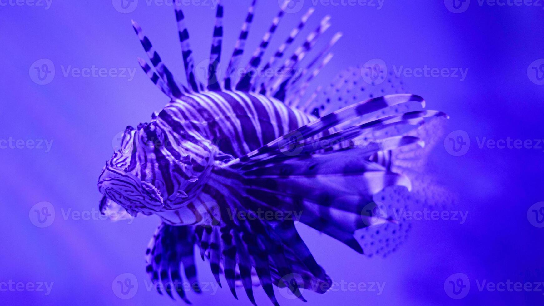 Lionfish or Pterois, a beautiful predatory Lion Fish swims in search of food underwater photo