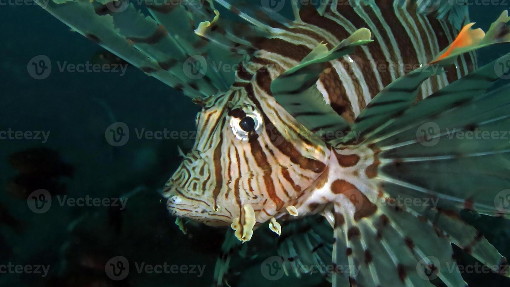 pez león o pterois, un hermosa depredador león pescado nada en buscar de comida submarino foto