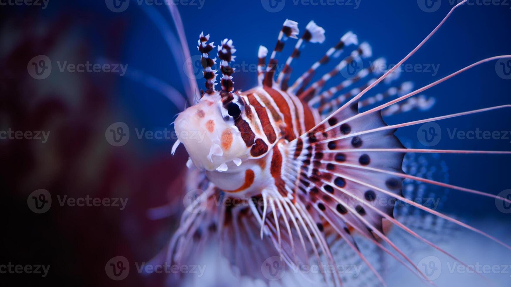 pez león o pterois, un hermosa depredador león pescado nada en buscar de comida submarino foto