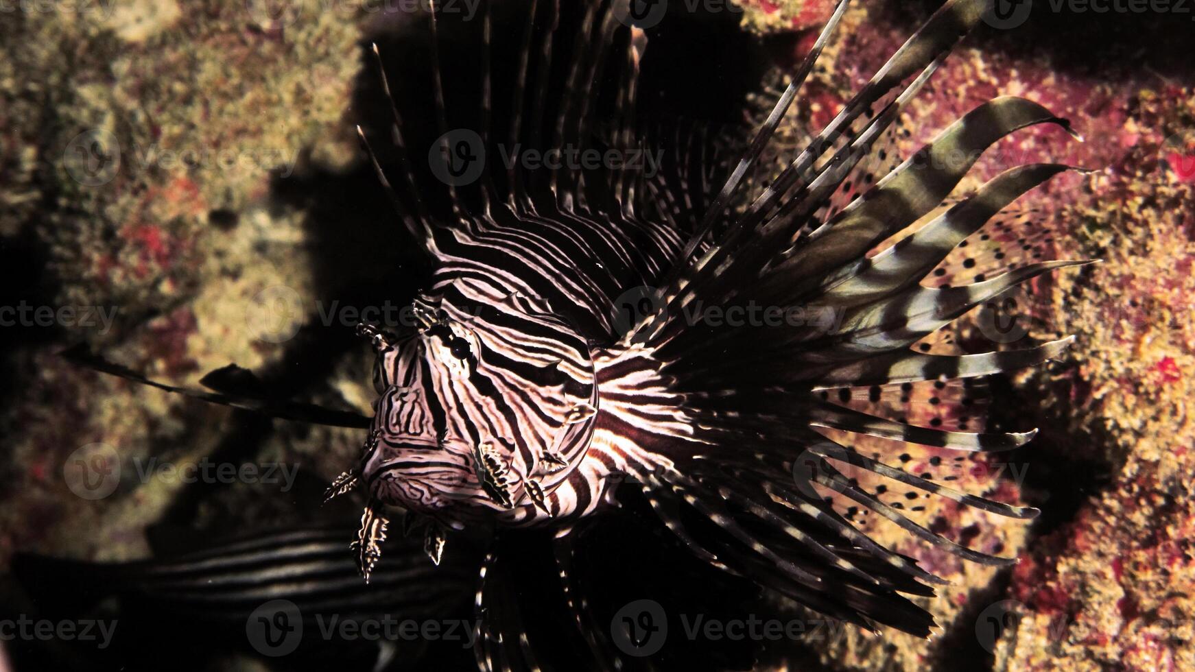 pez león o pterois, un hermosa depredador león pescado nada en buscar de comida submarino foto