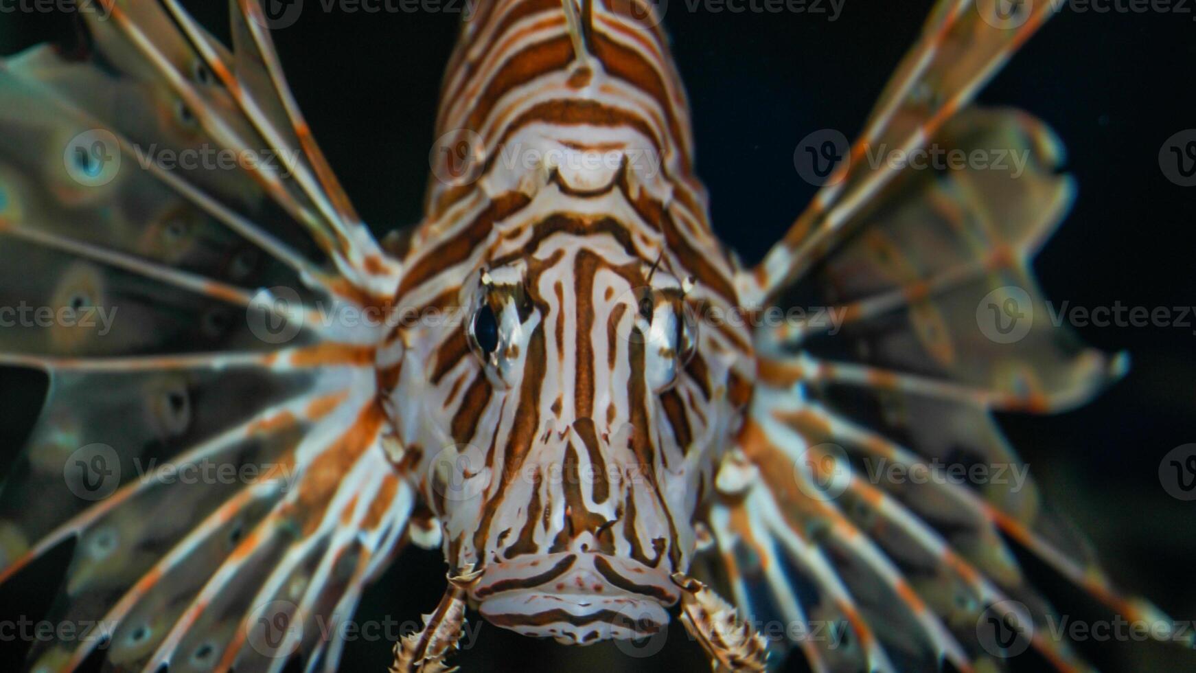 pez león o pterois, un hermosa depredador león pescado nada en buscar de comida submarino foto