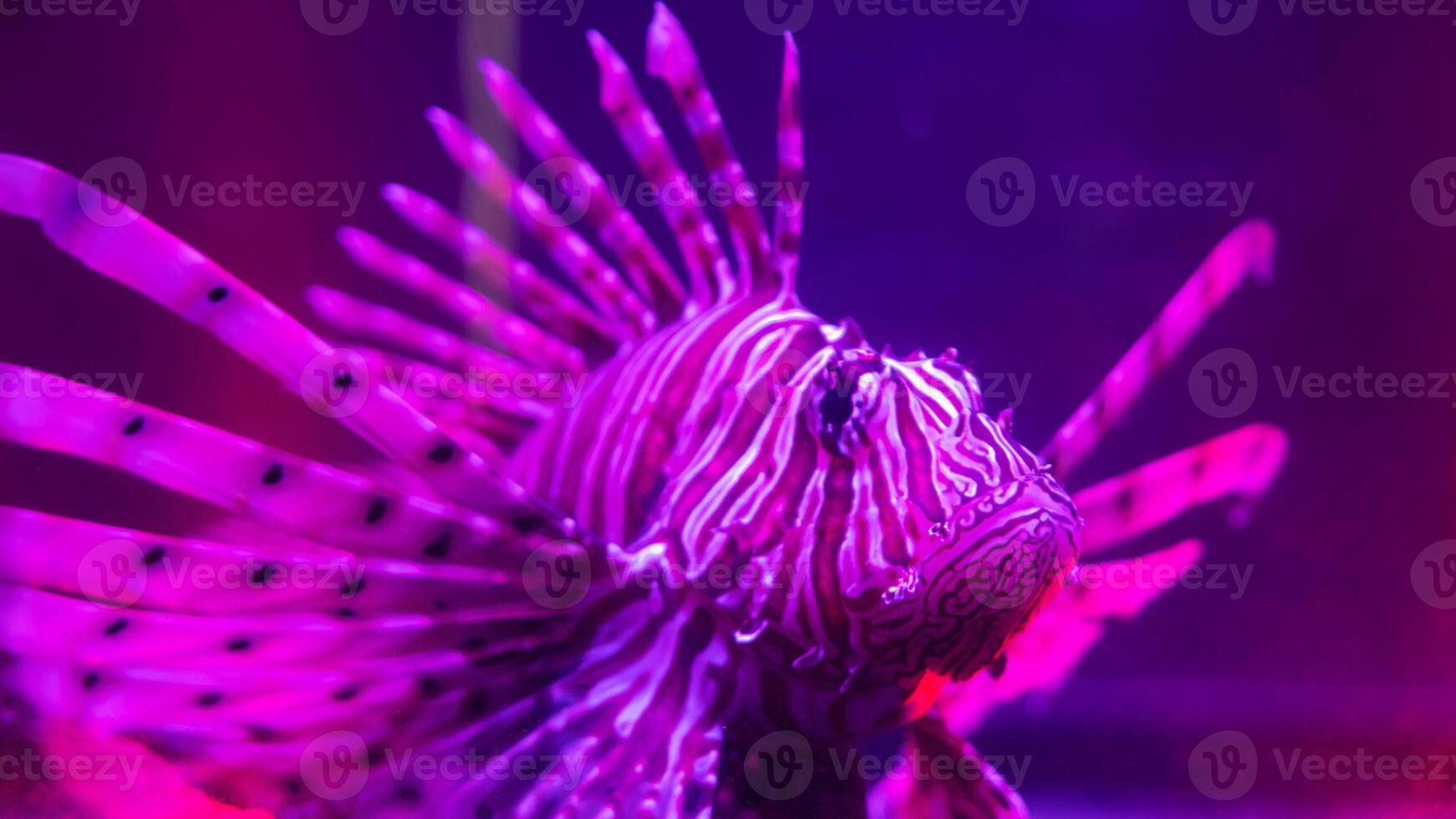 Lionfish or Pterois, a beautiful predatory Lion Fish swims in search of food underwater photo