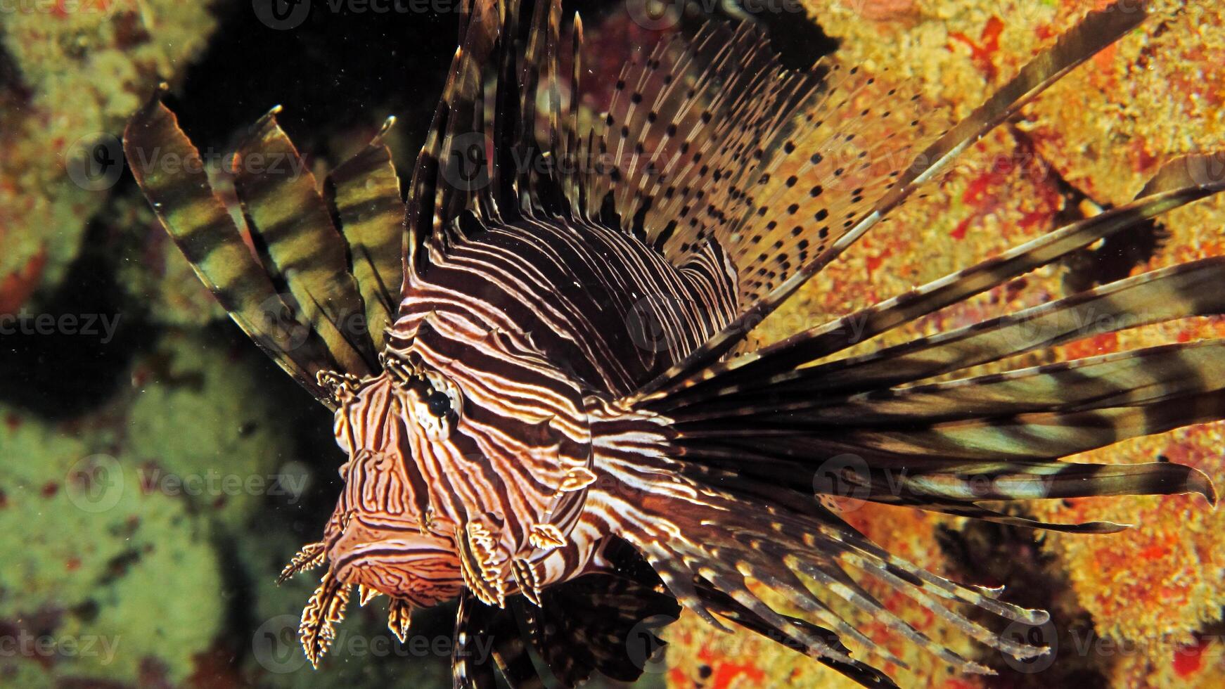 pez león o pterois, un hermosa depredador león pescado nada en buscar de comida submarino foto