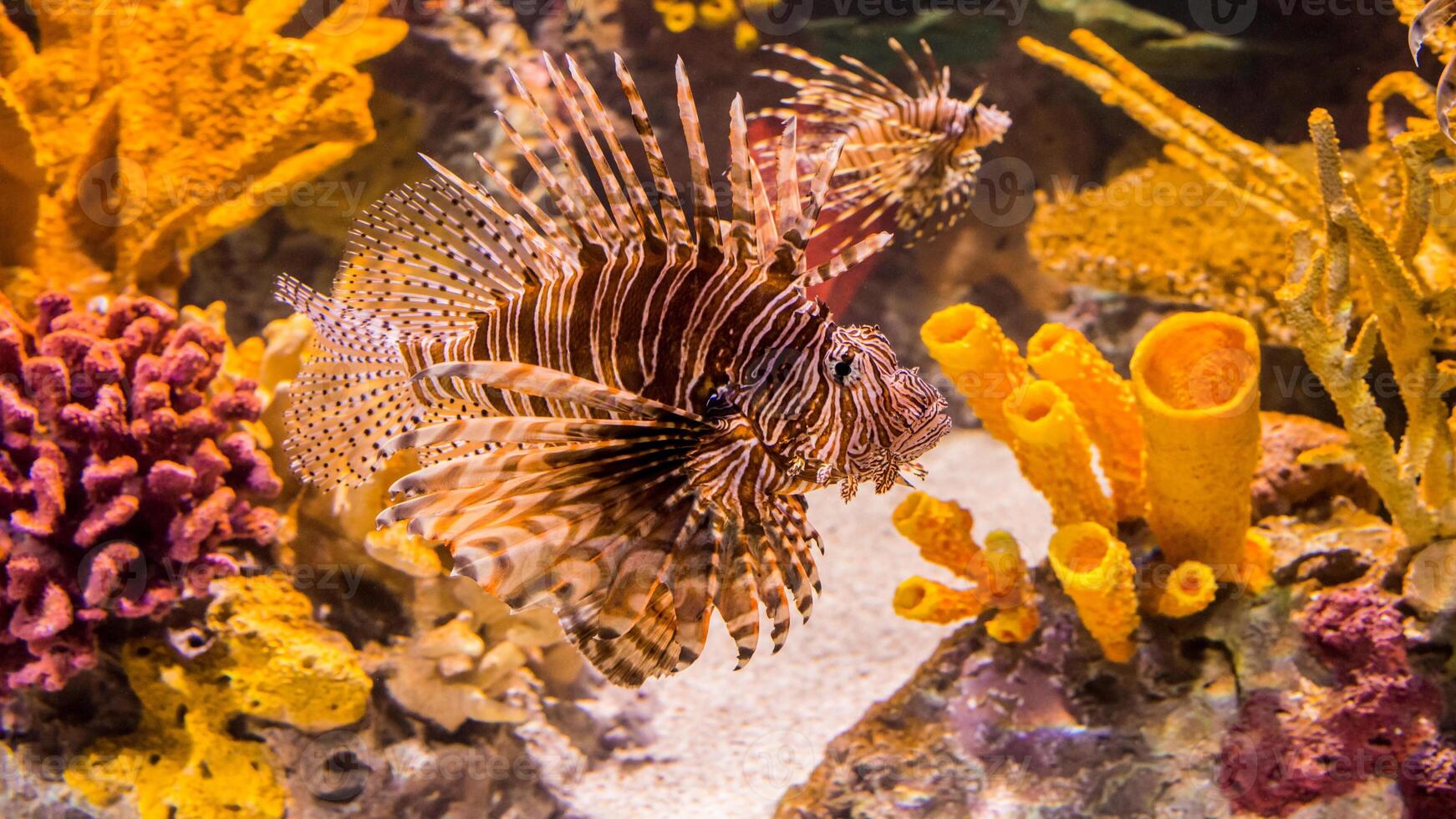 Lionfish or Pterois, a beautiful predatory Lion Fish swims in search of food underwater photo