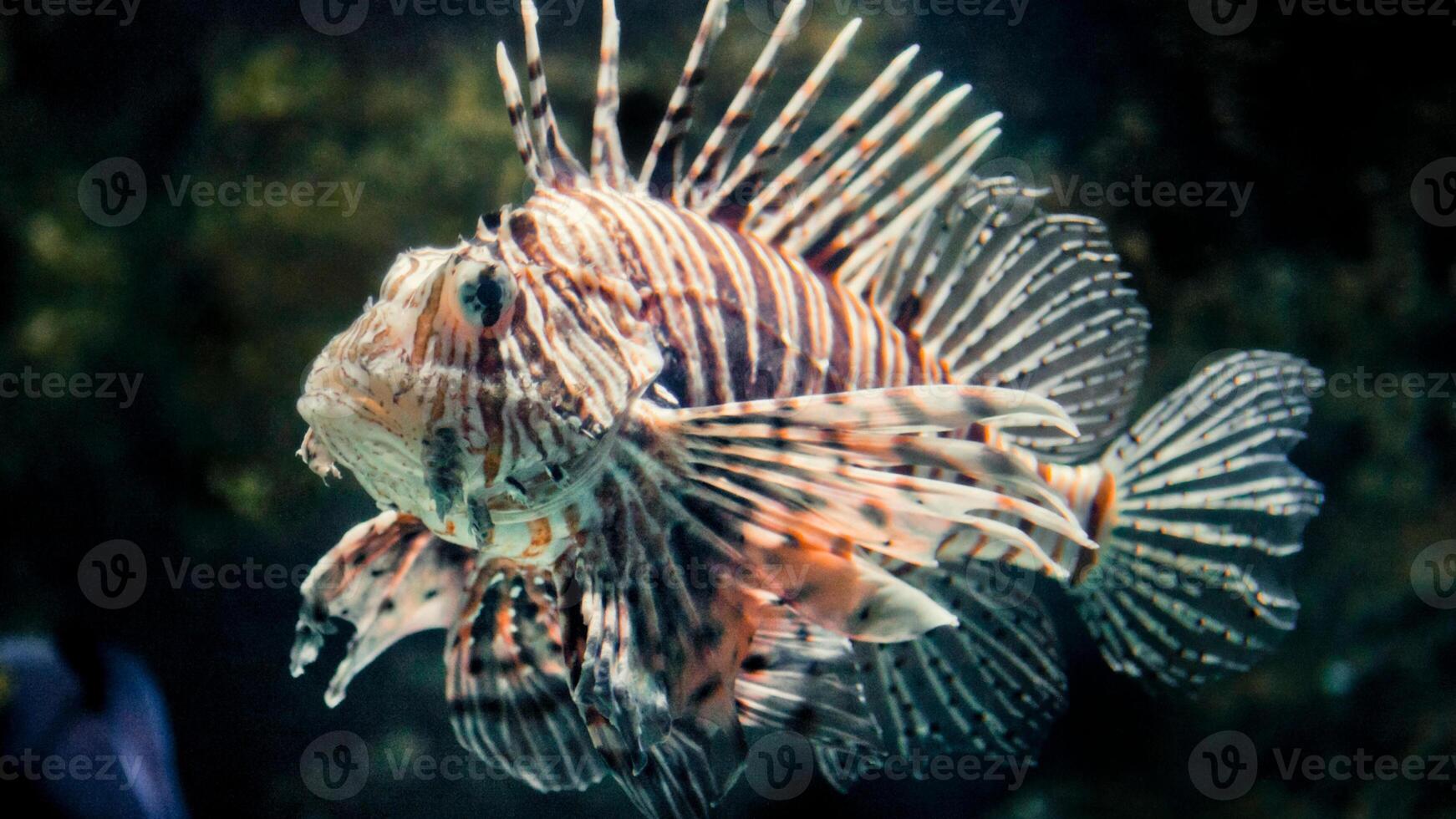 pez león o pterois, un hermosa depredador león pescado nada en buscar de comida submarino foto