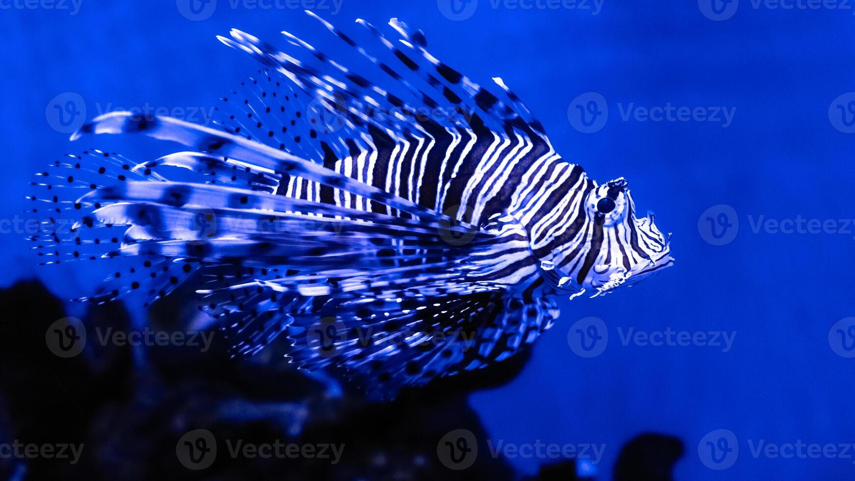 pez león o pterois, un hermosa depredador león pescado nada en buscar de comida submarino foto