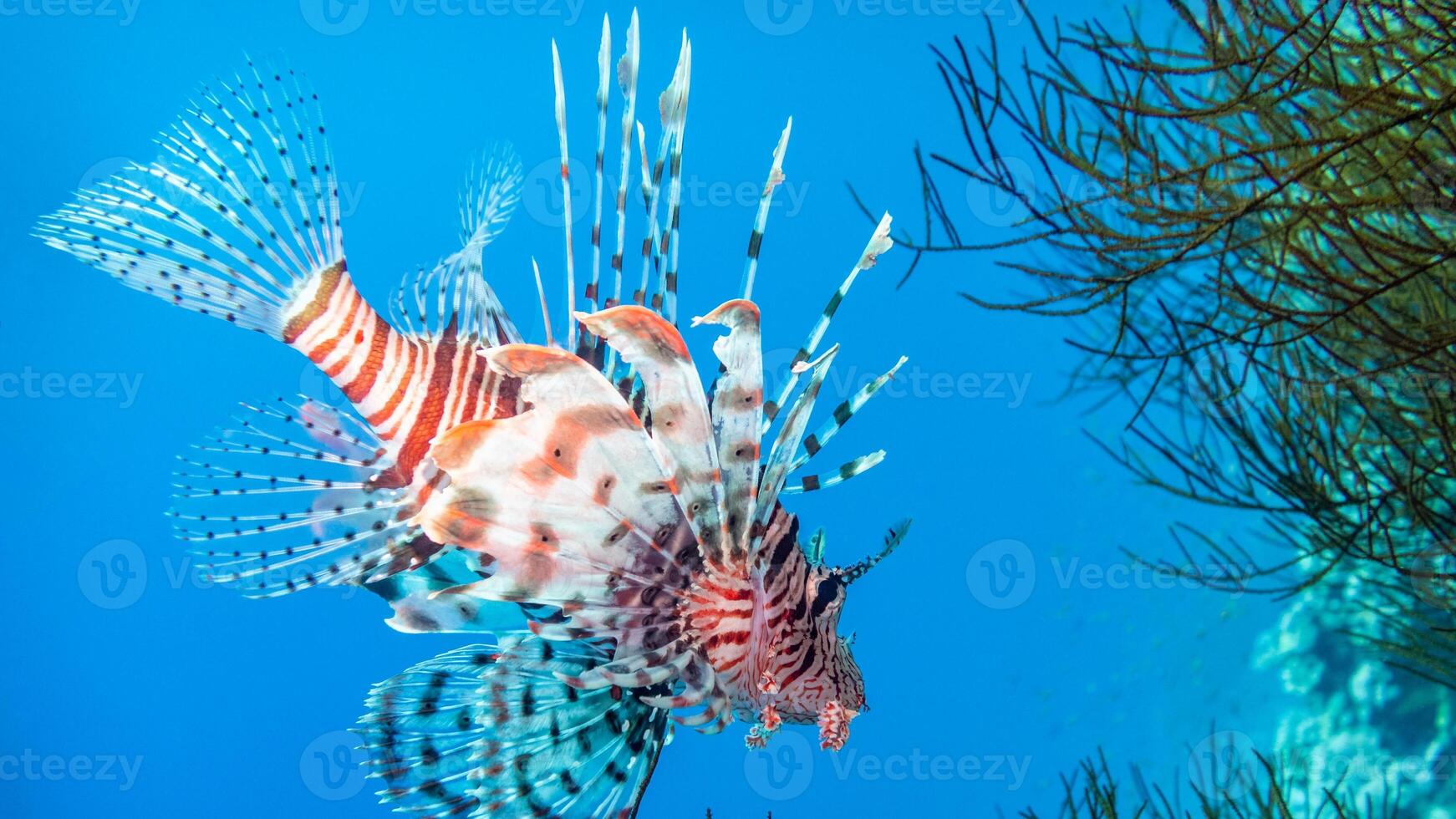 Lionfish or Pterois, a beautiful predatory Lion Fish swims in search of food underwater photo