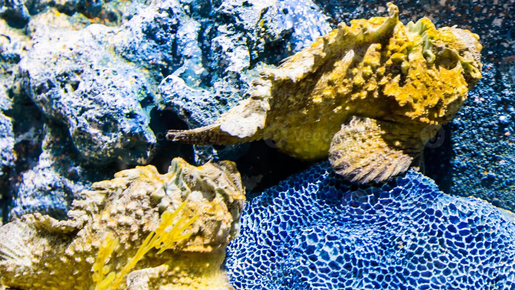 Frogfish Antennarius. Amazing underwater world, frog fish marine creature photo