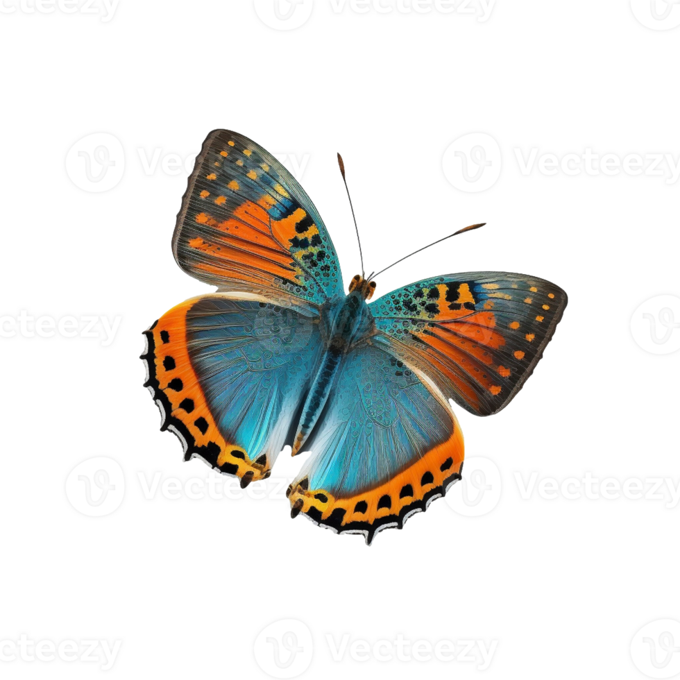 Flat lay view of the blue and orange butterfly on transparent background png